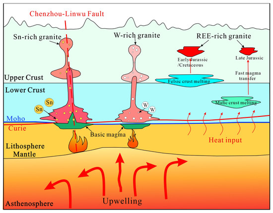 Discussion of the W-Sn-REE Metallogenic Background in the