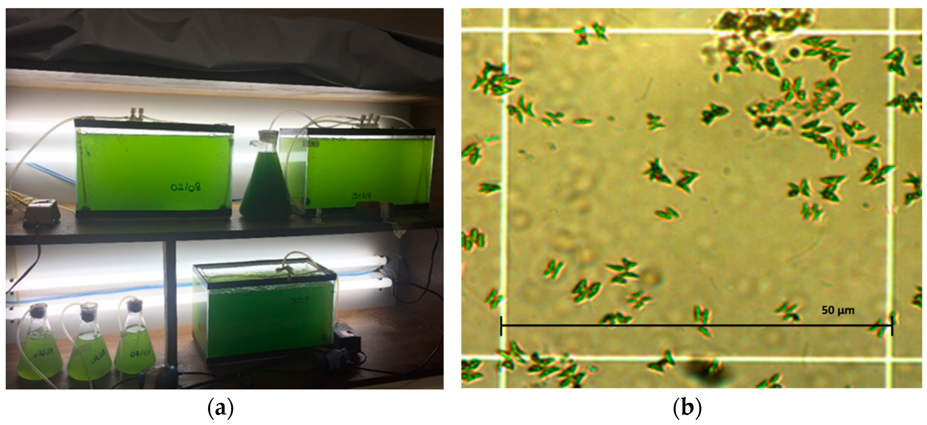 Minerals 14 00426 g001