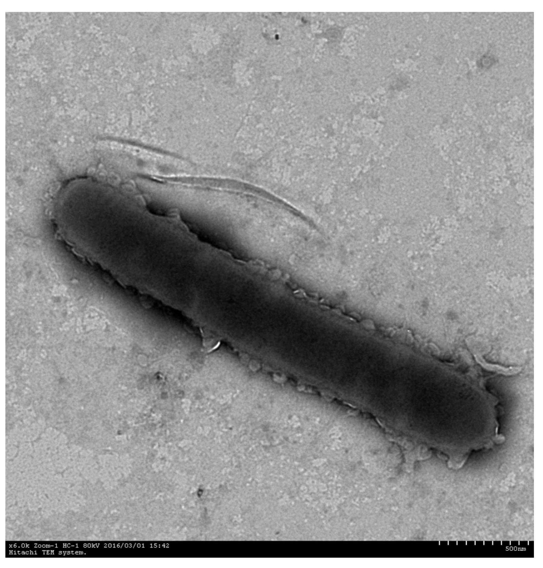 Minerals 14 00606 g001