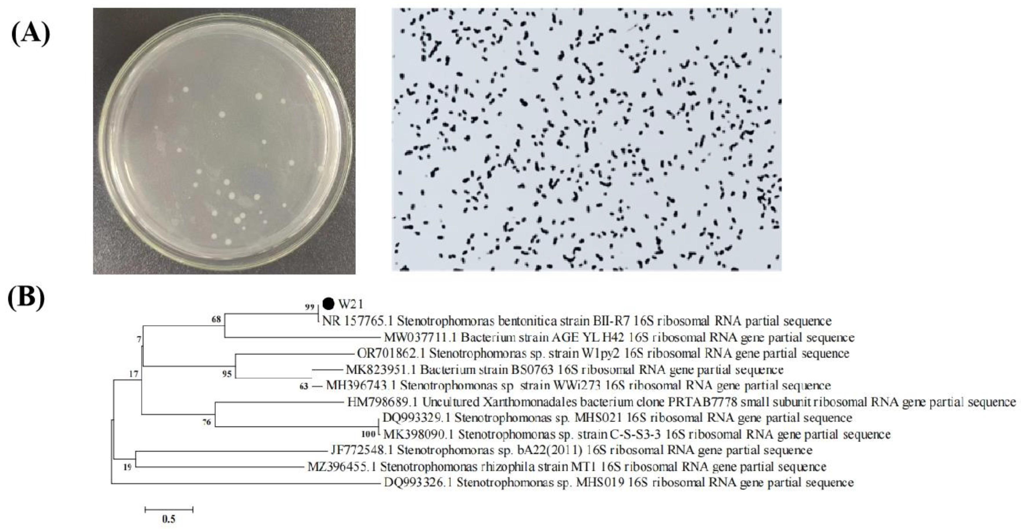 Minerals 14 00676 g001