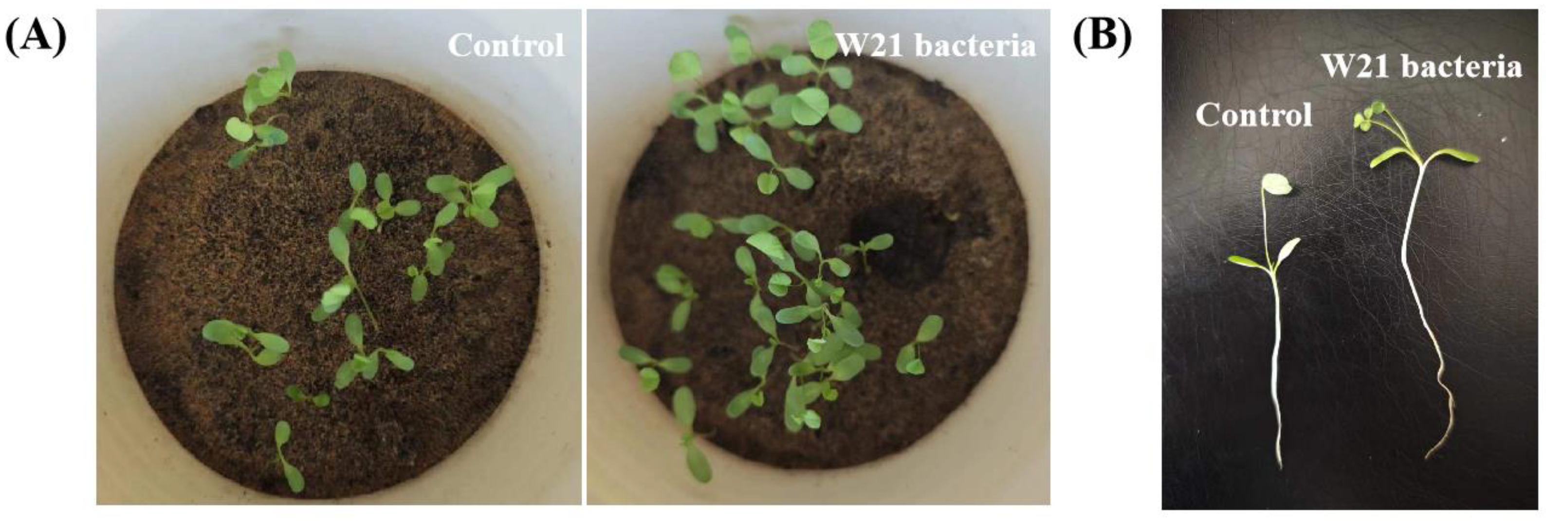 Minerals 14 00676 g007