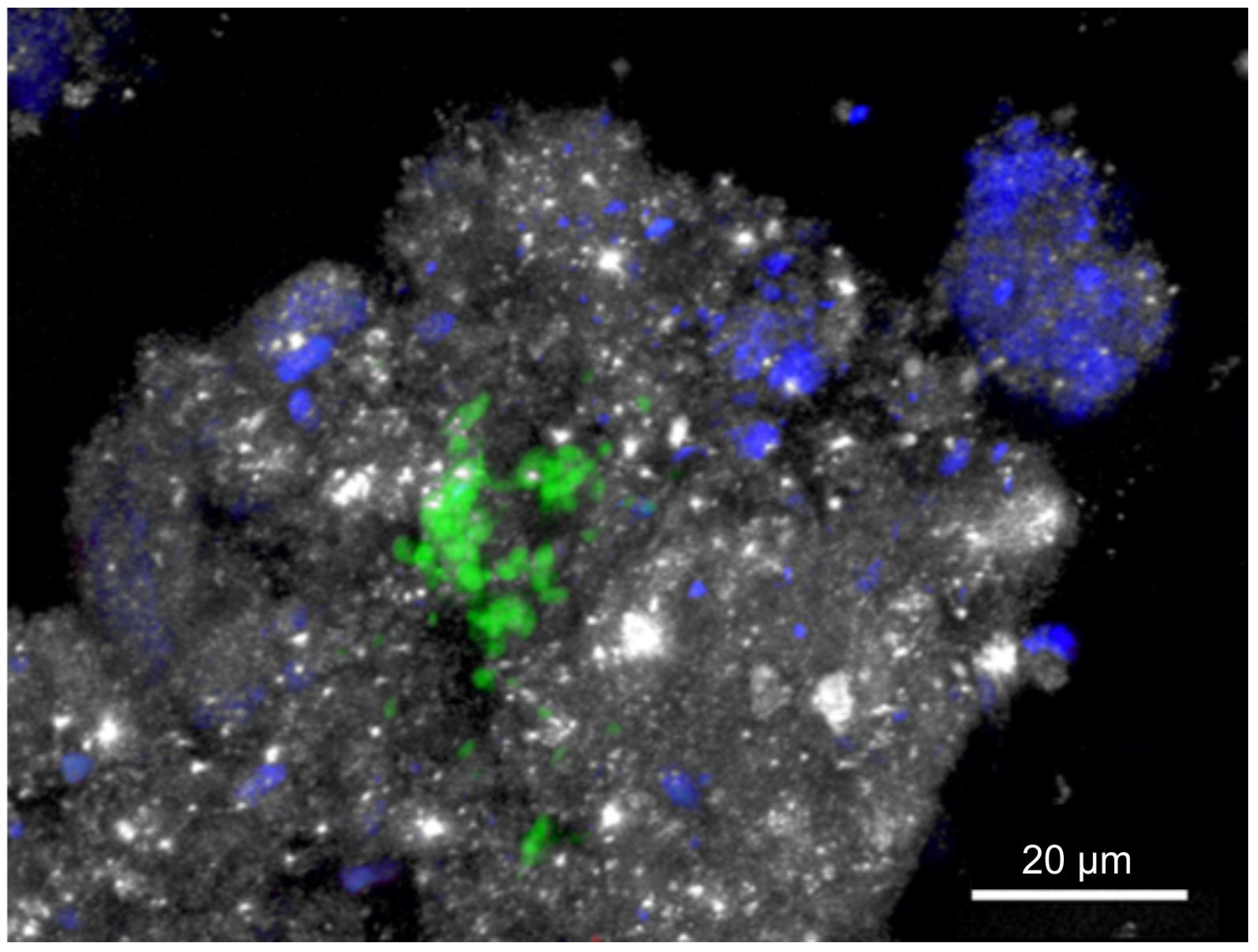 Minerals 14 01013 g008