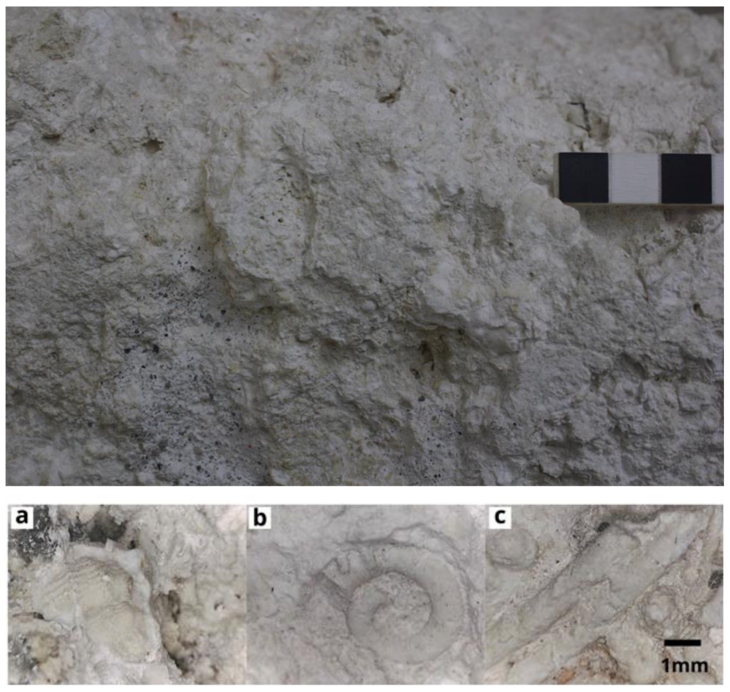 Minerals 14 01040 g007