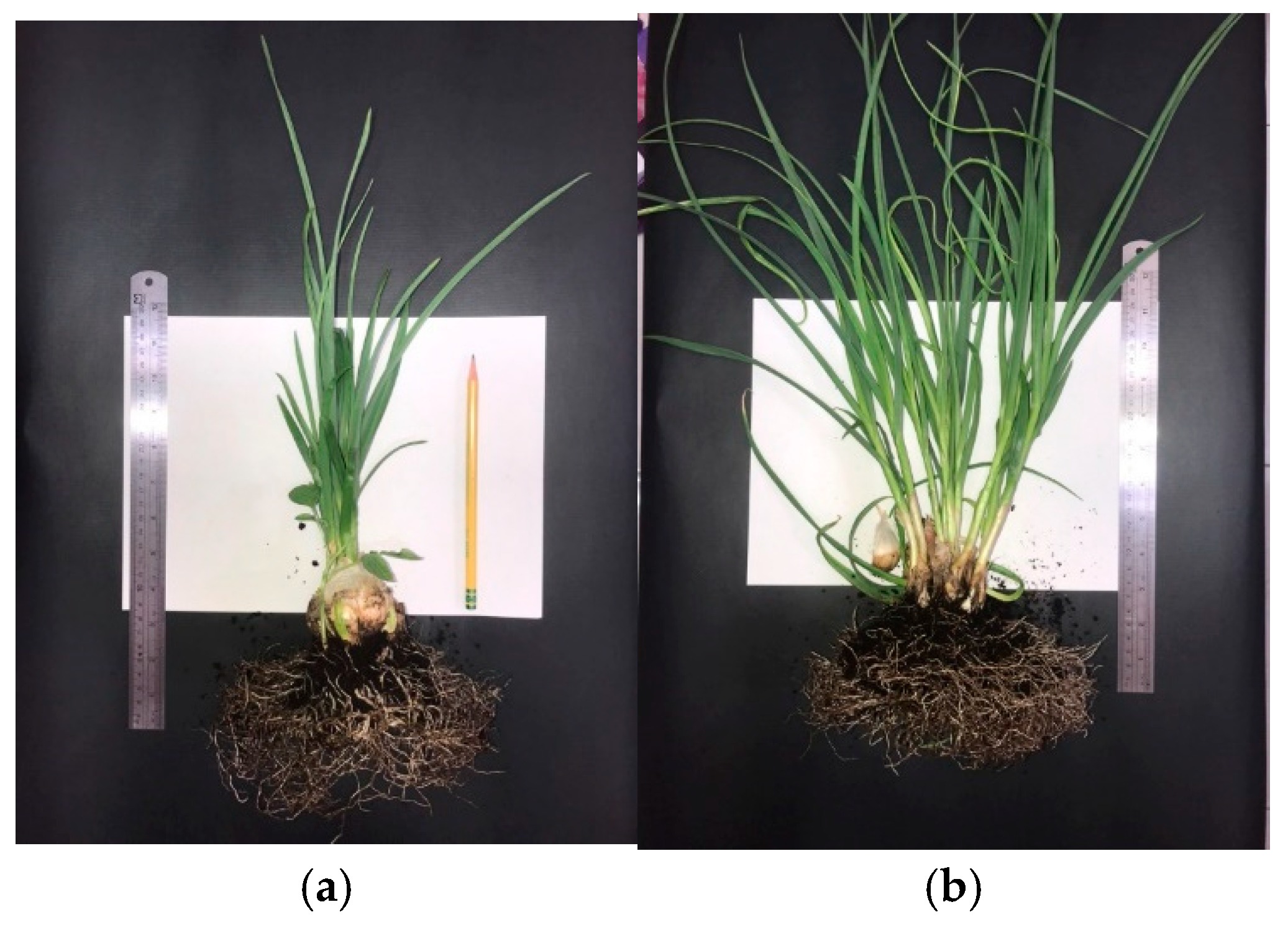 Minerals 15 00062 g010