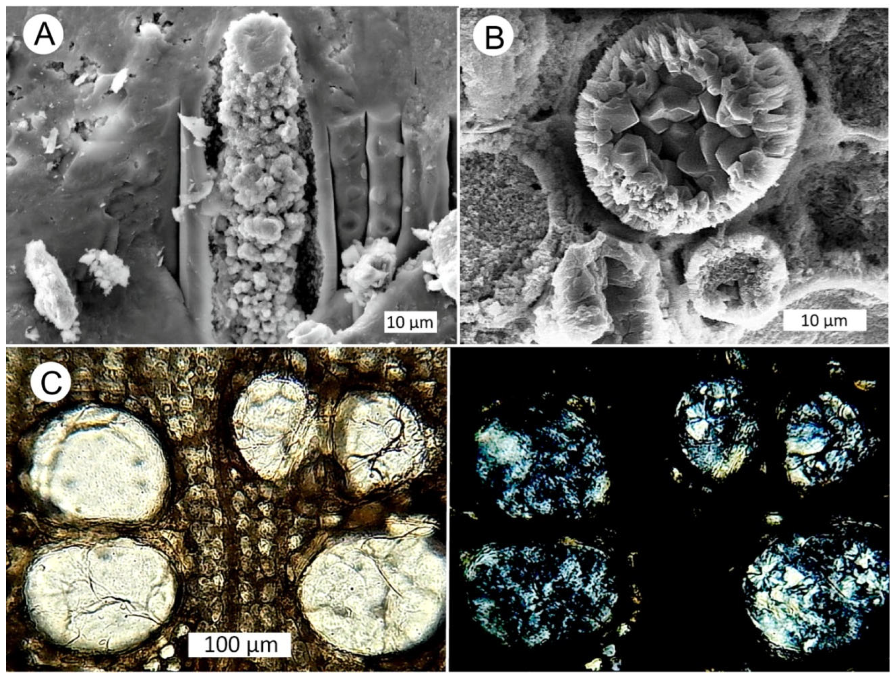 Minerals 15 00225 g006