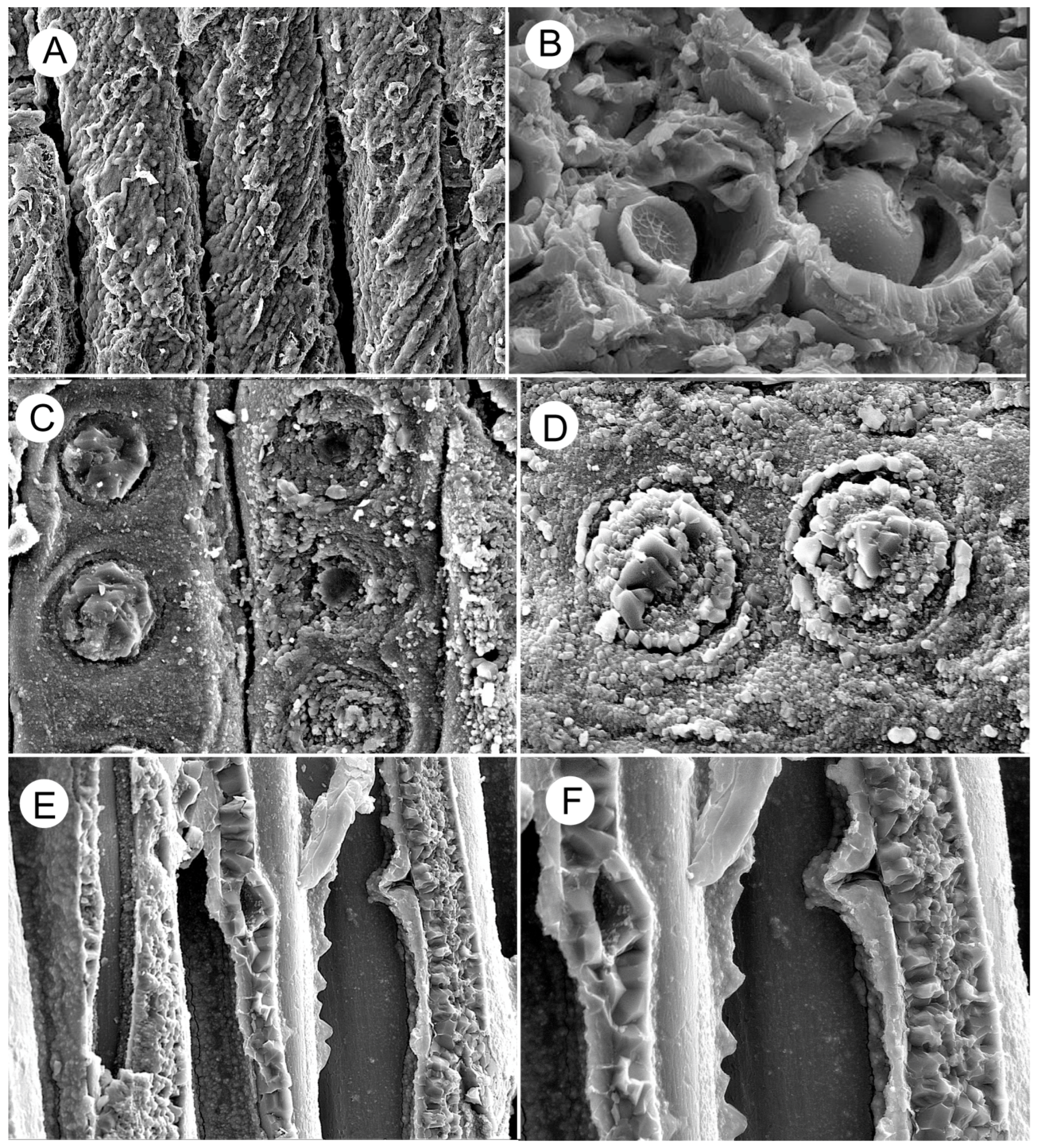 Minerals 15 00225 g015