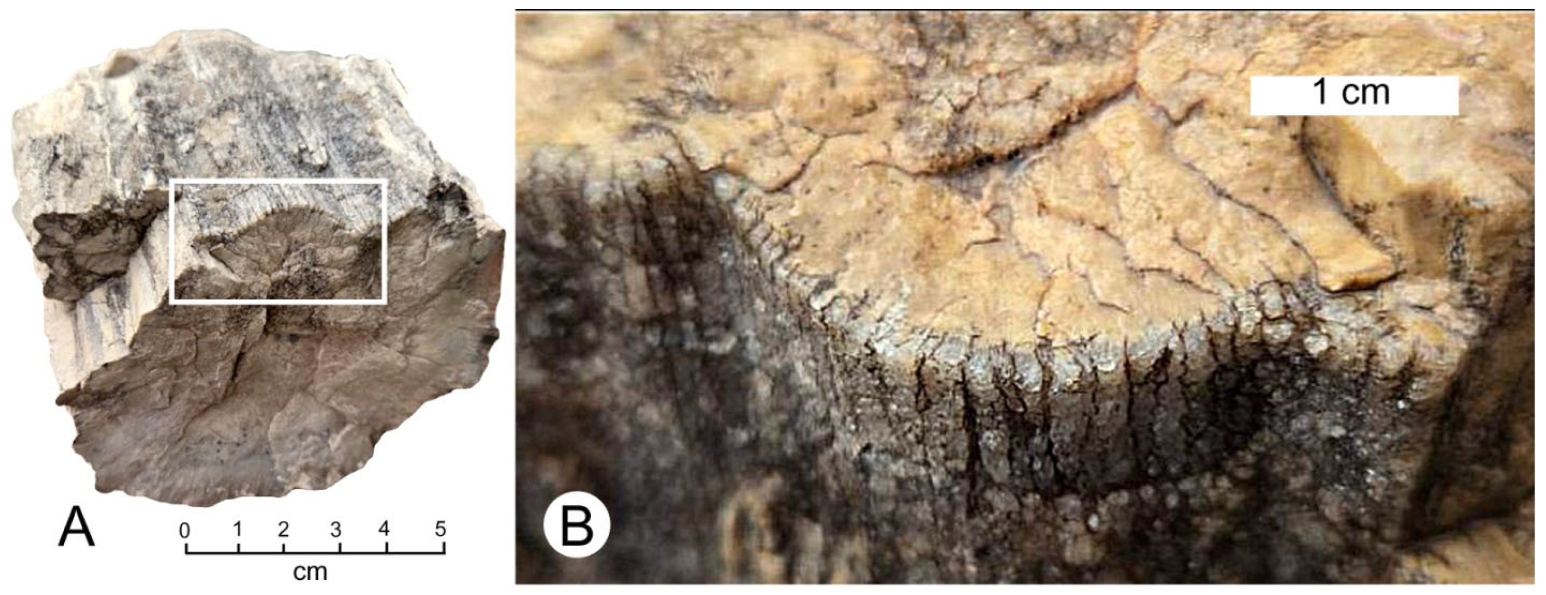 Minerals 15 00225 g023