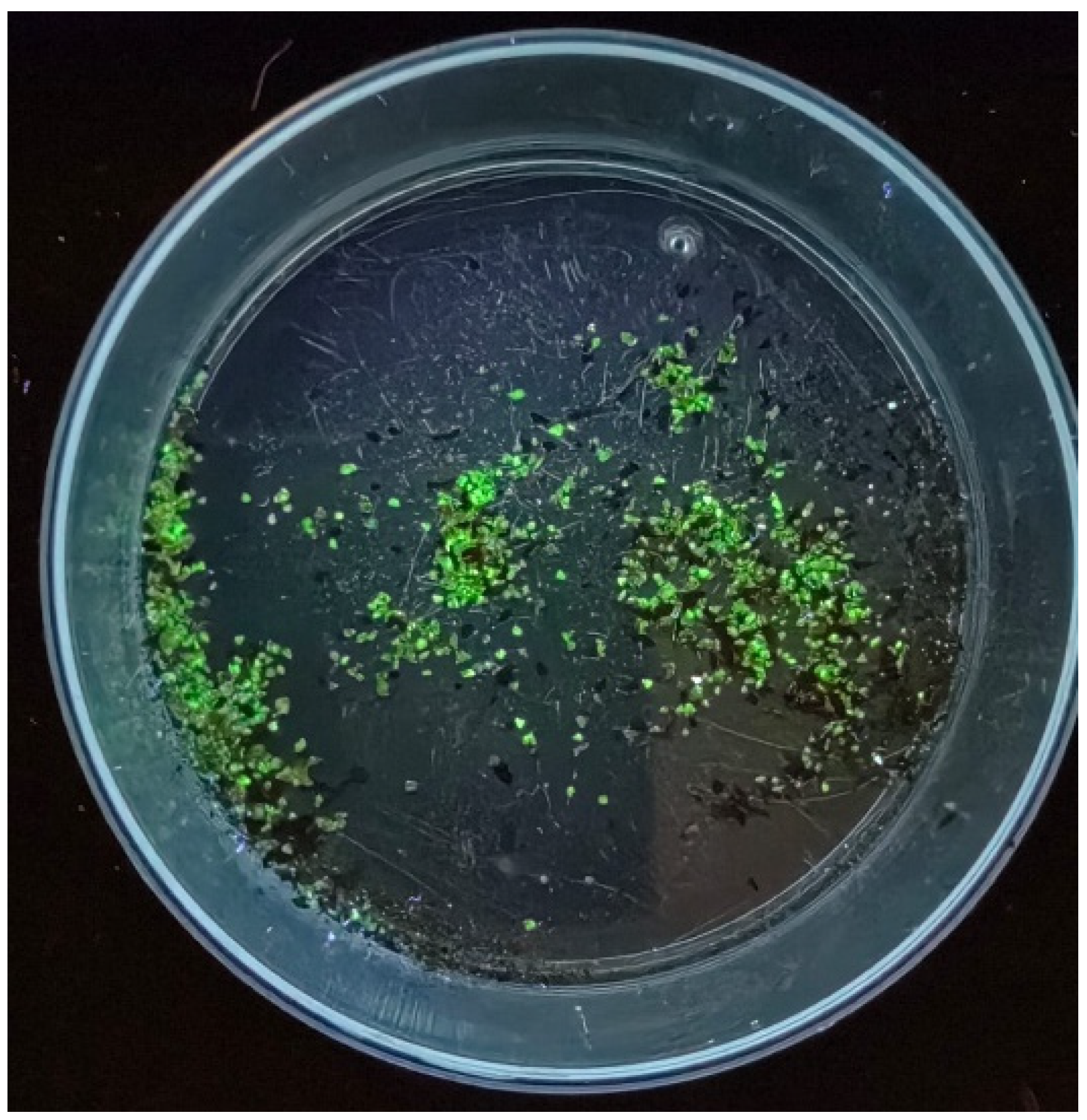 Minerals 15 00333 g004