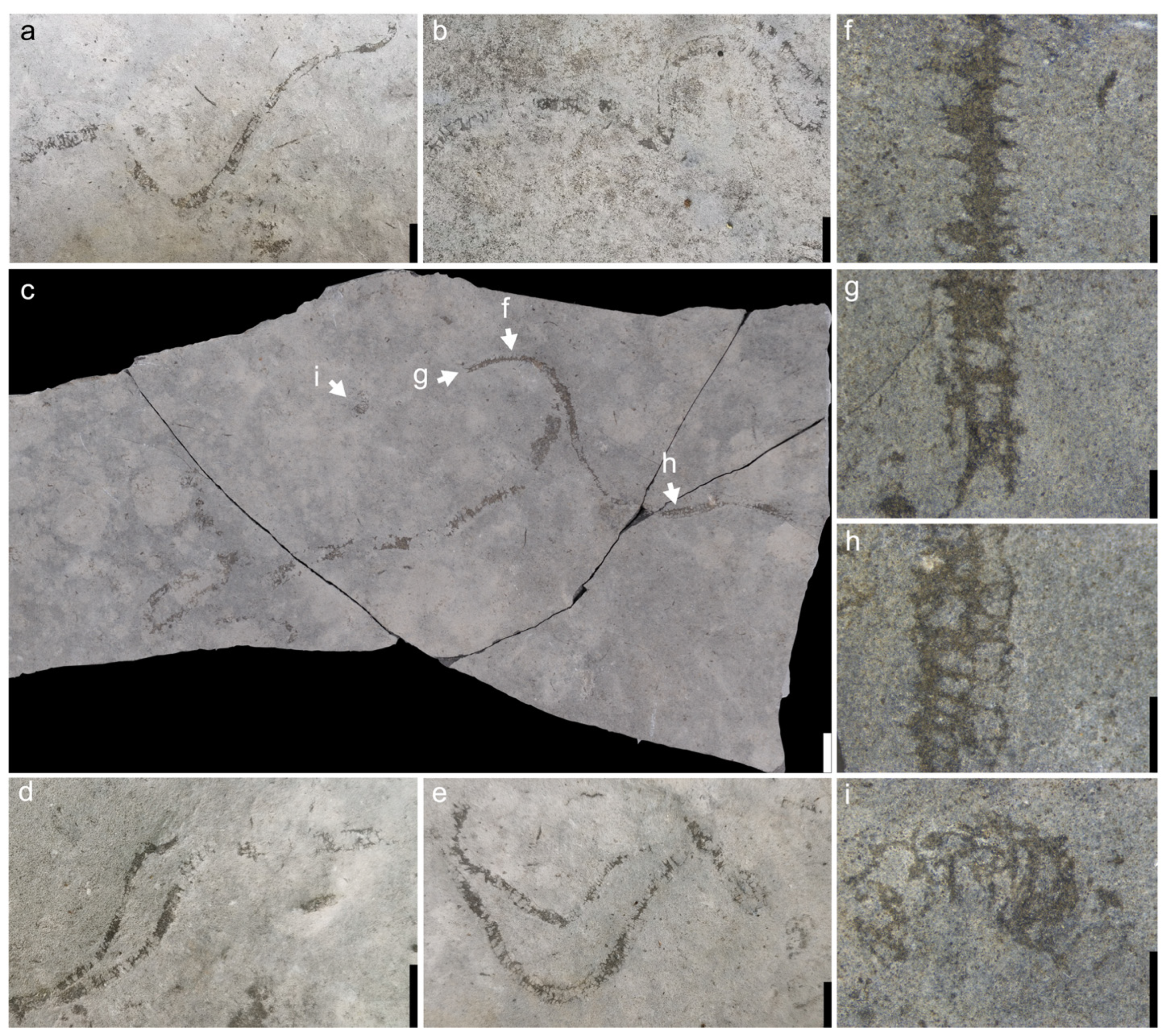 Minerals 15 00570 g002