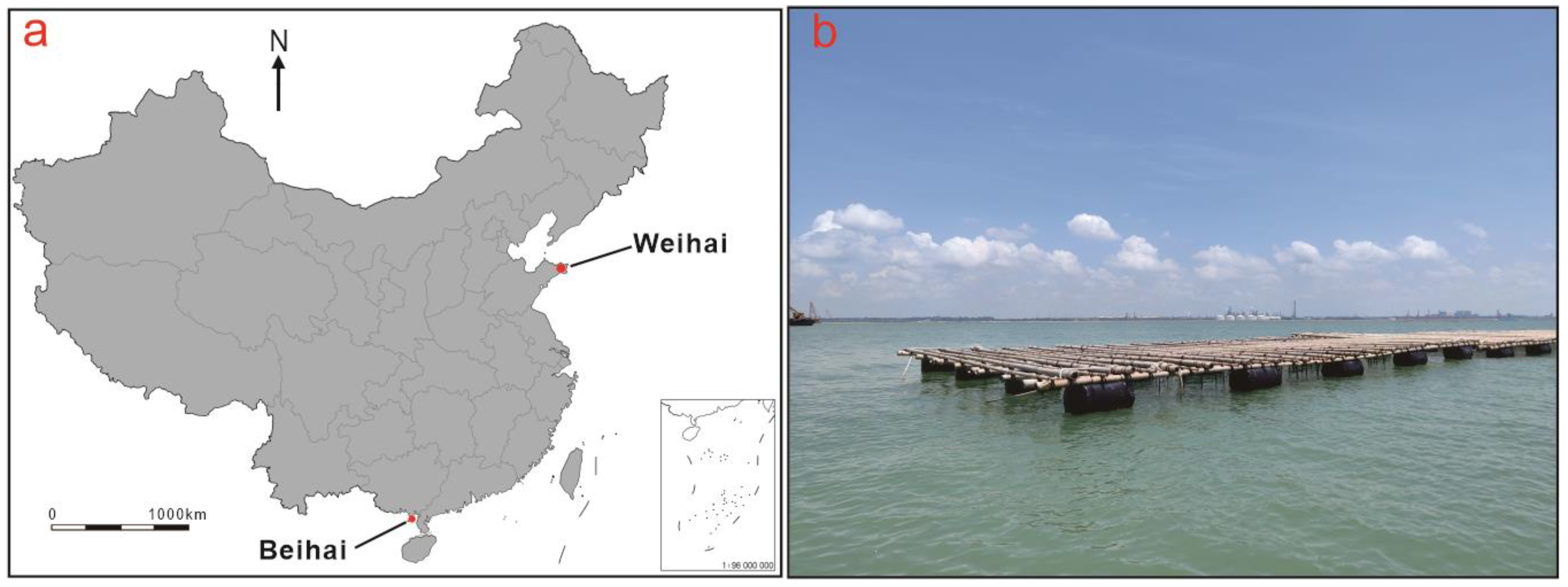 Minerals 15 00654 g001