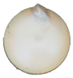 Minerals 15 00654 i007