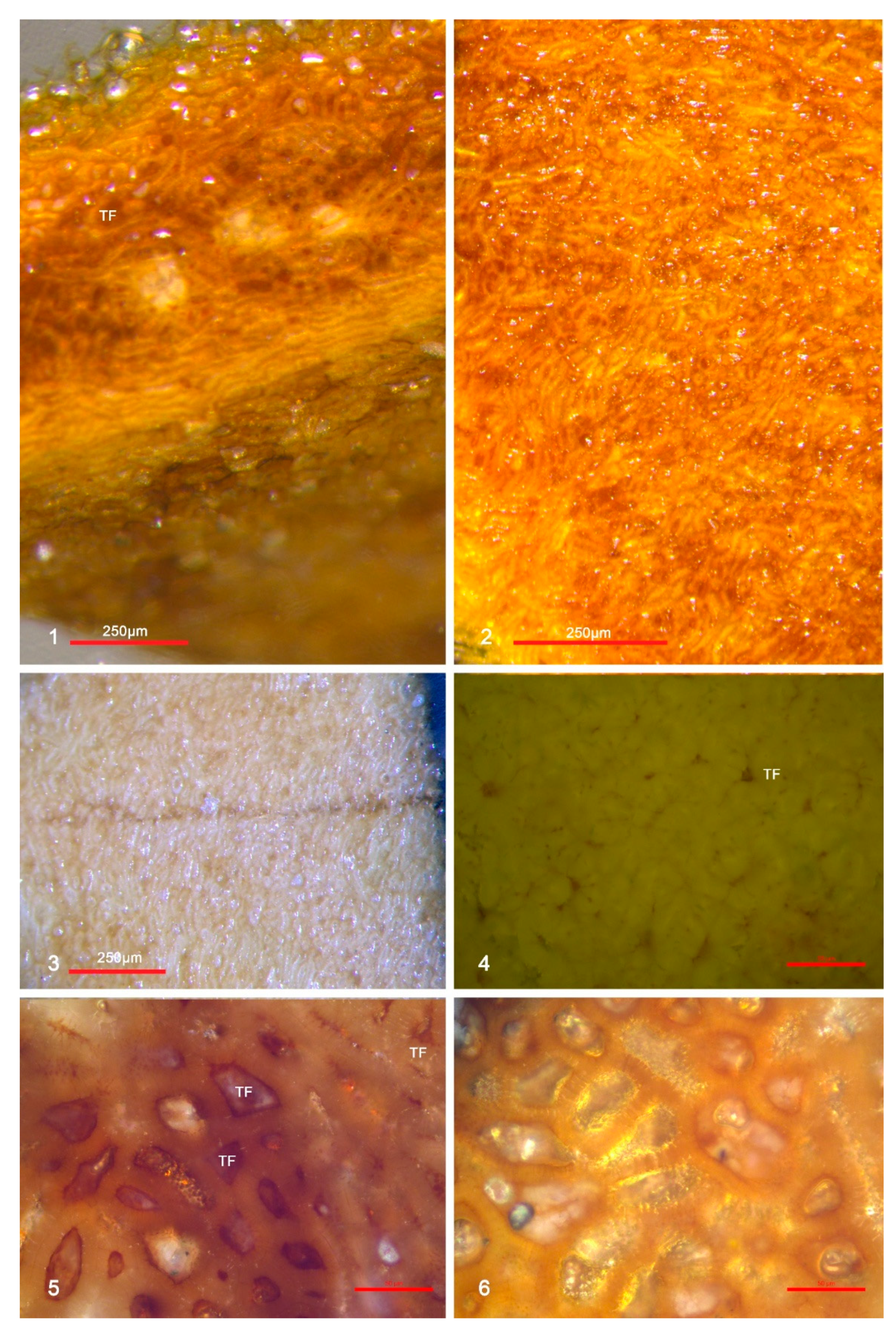 Minerals 15 01202 g007