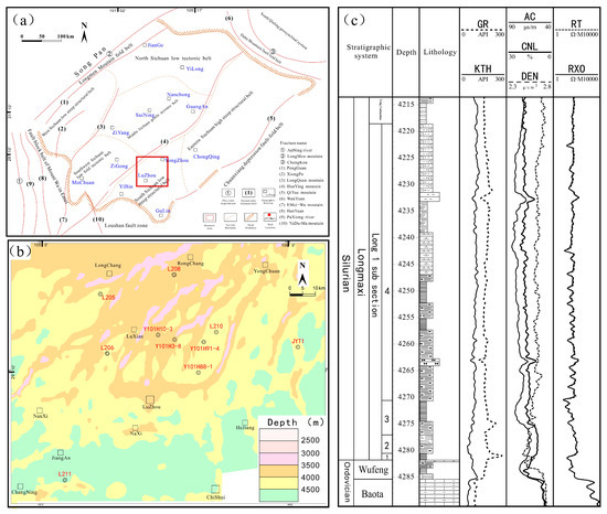 ss　Sサイズ Effects of Salmonella enterica serovar Enteritidis infection on