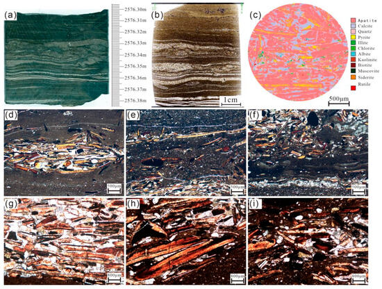 Microscopic Characteristics and Development Model of Phosphatic