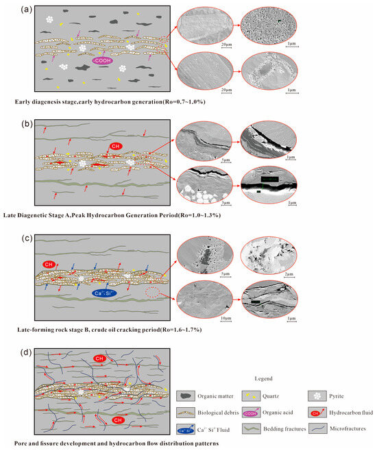 ぱすわーど Microscopic Characteristics and Development Model of Phosphatic