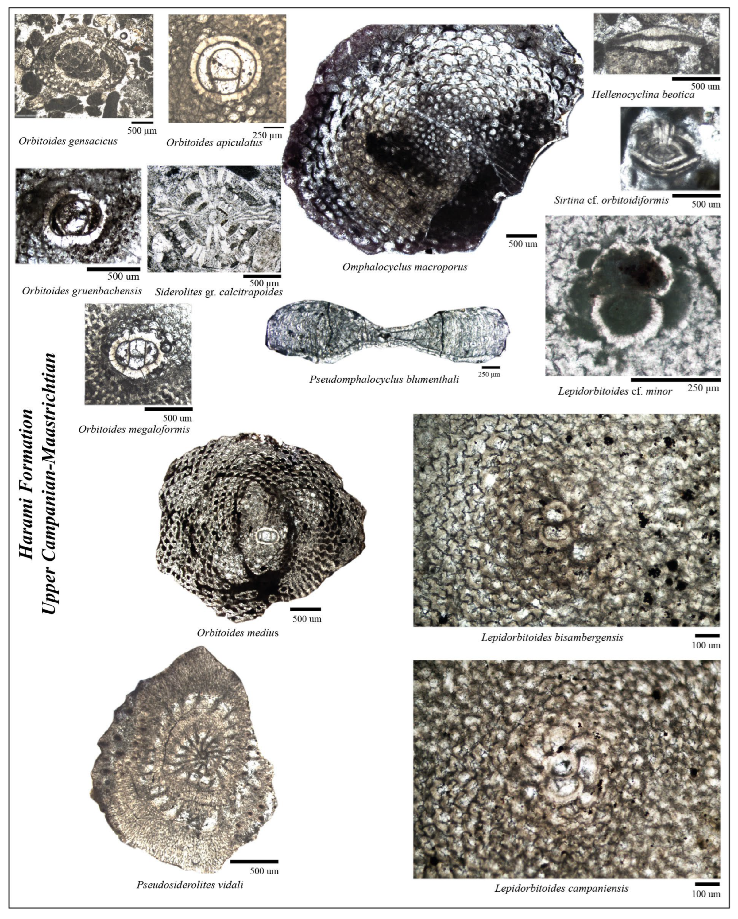 Minerals 16 00848 g004