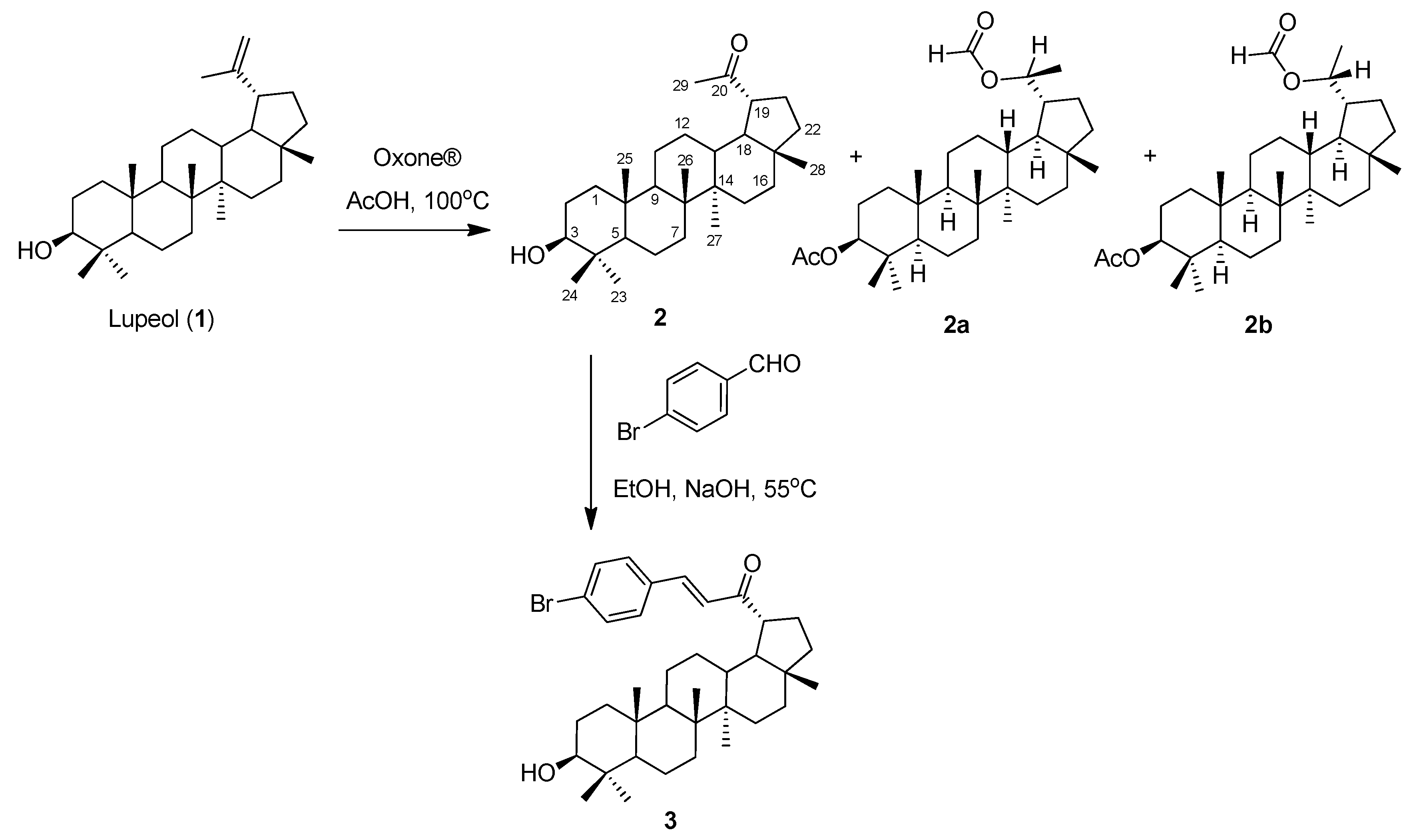 Molbank 2021 m1306 g001