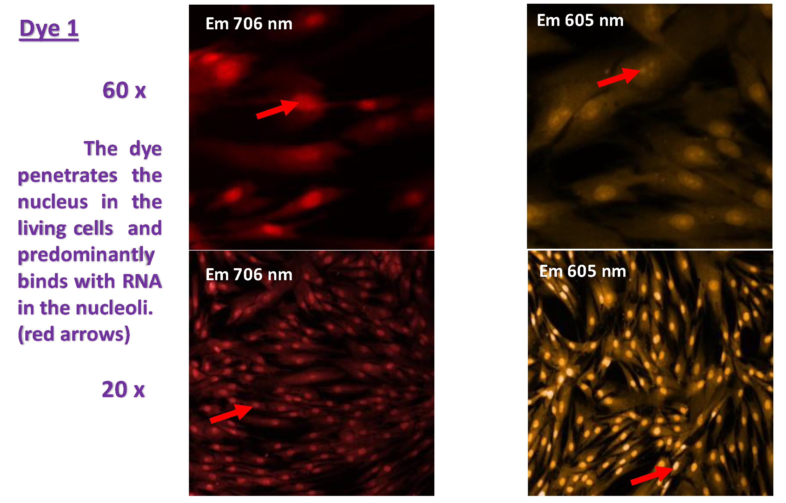 Molbank 2022 m1392 g002