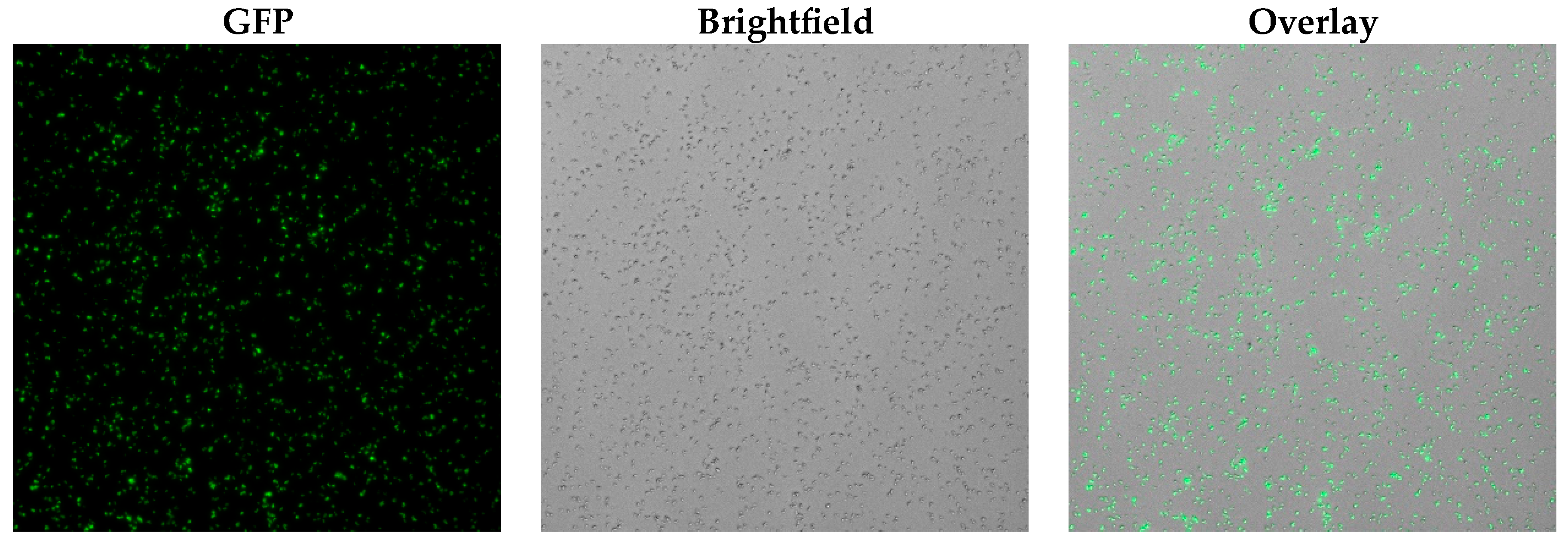 Molbank 2023 m1647 g009 Molbank 2023 m1647 g009