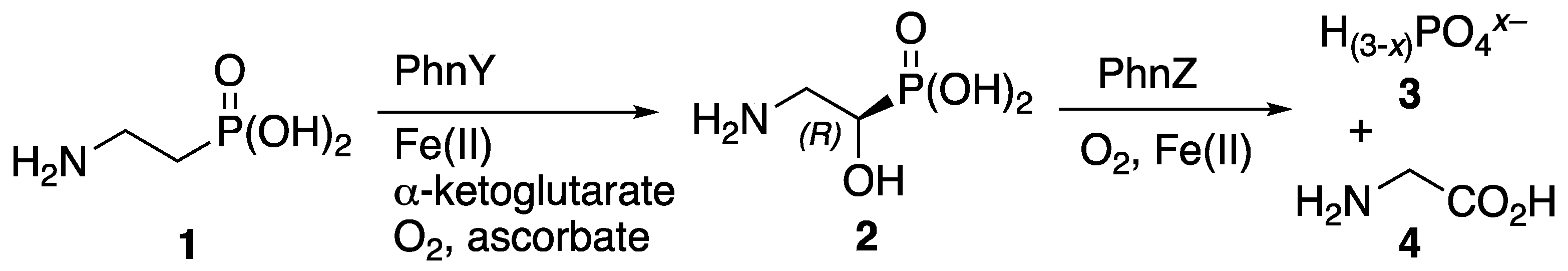 Molbank 2024 m1888 sch001
