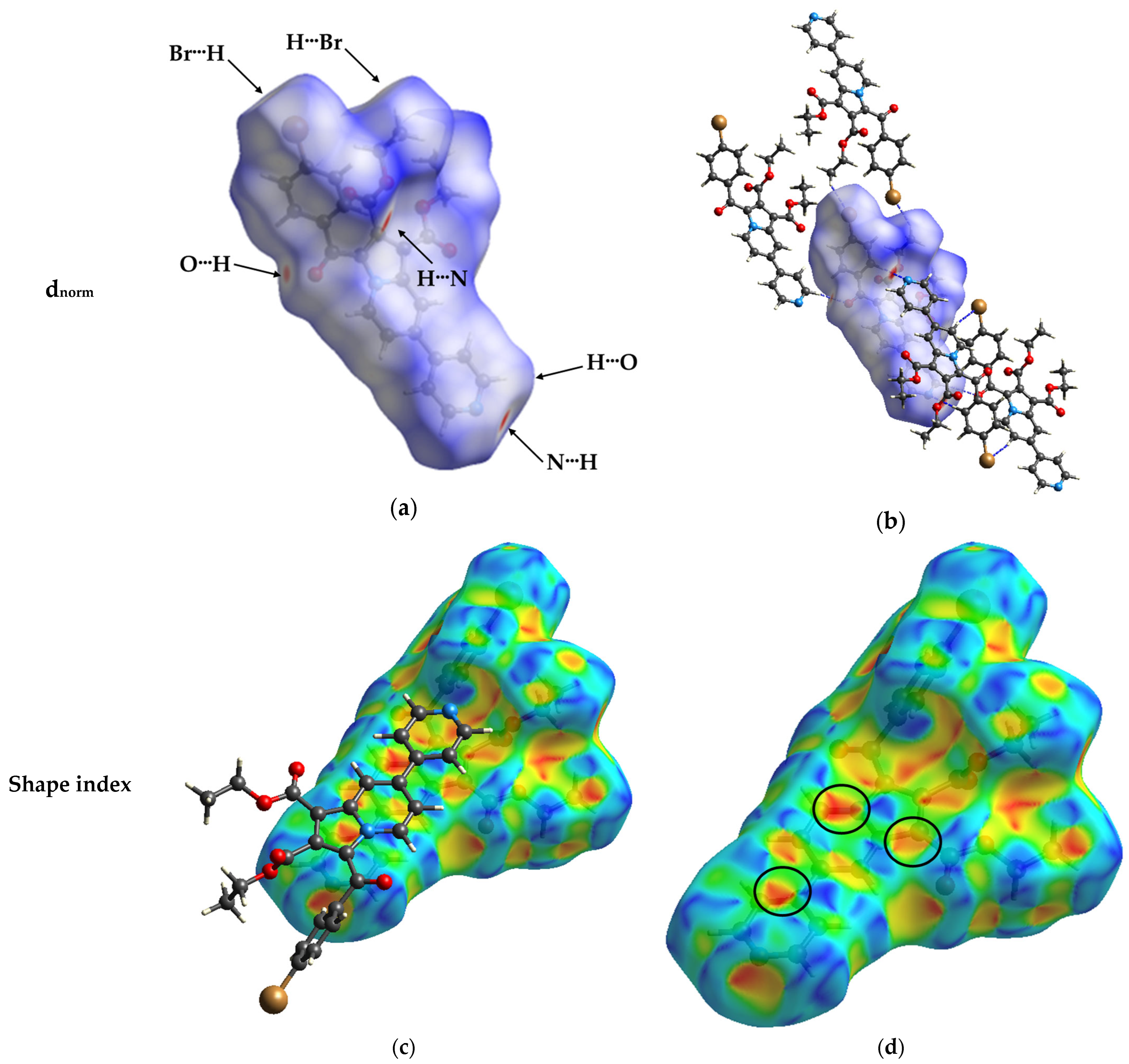 Molbank 2025 m2032 g005