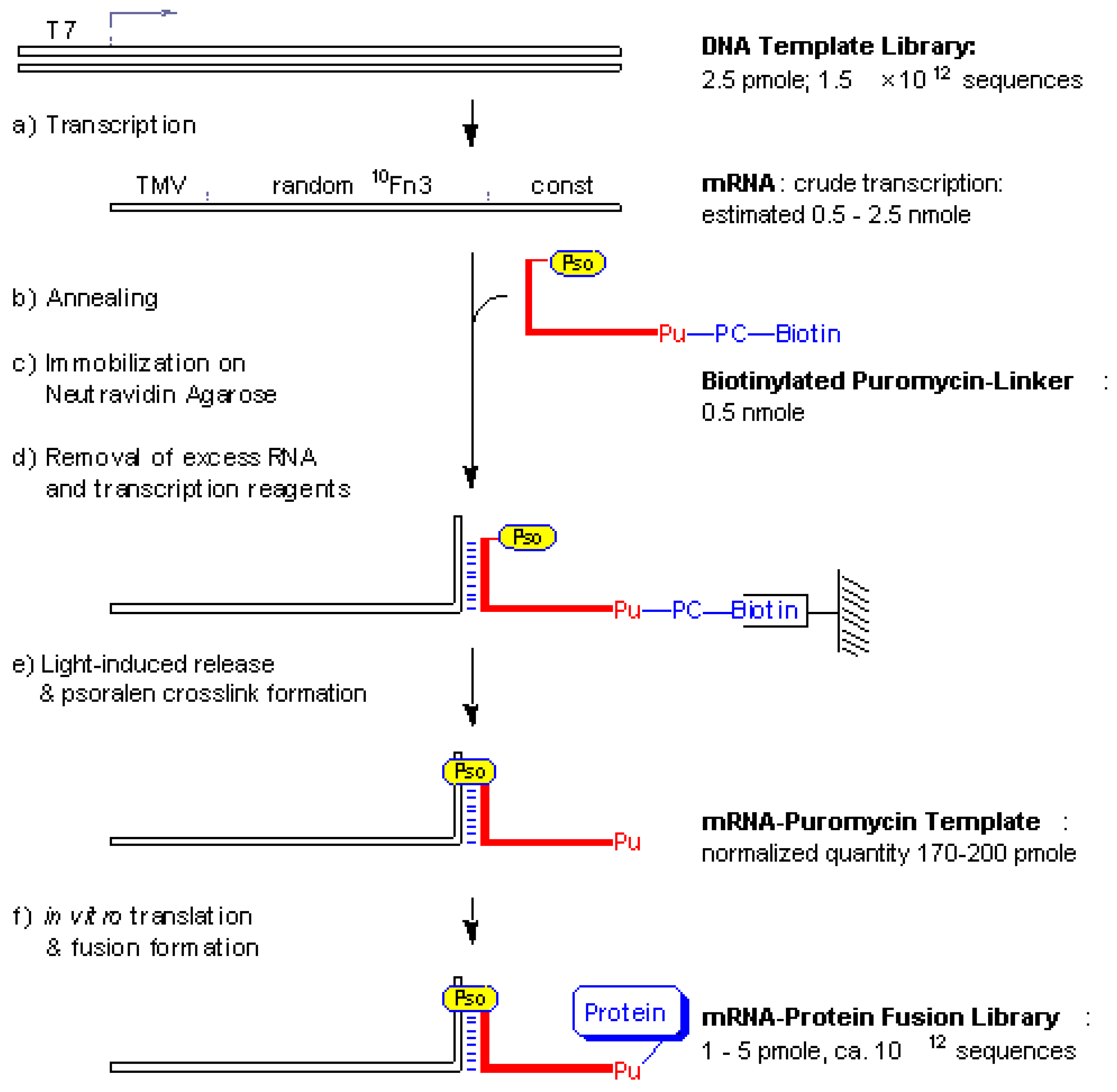 Molecules 05 01259 g001