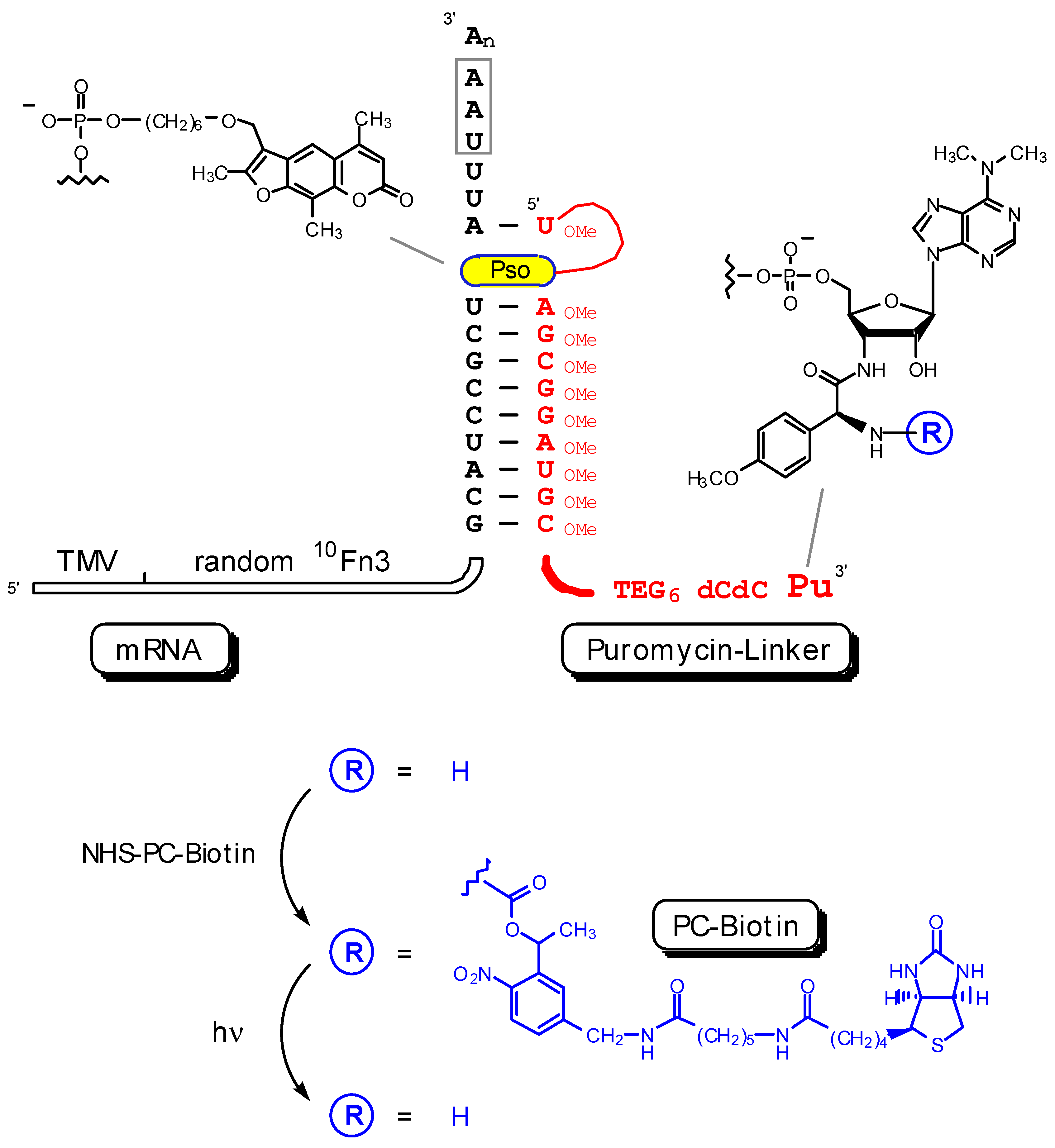 Molecules 05 01259 g002