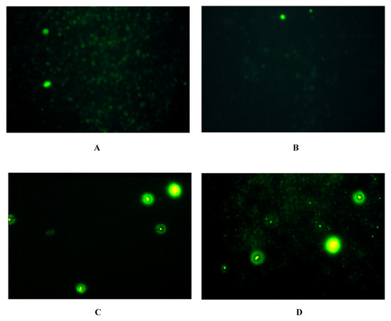 Characterisation of Neuropeptide Y Receptor Subtypes by Synthetic NPY ...