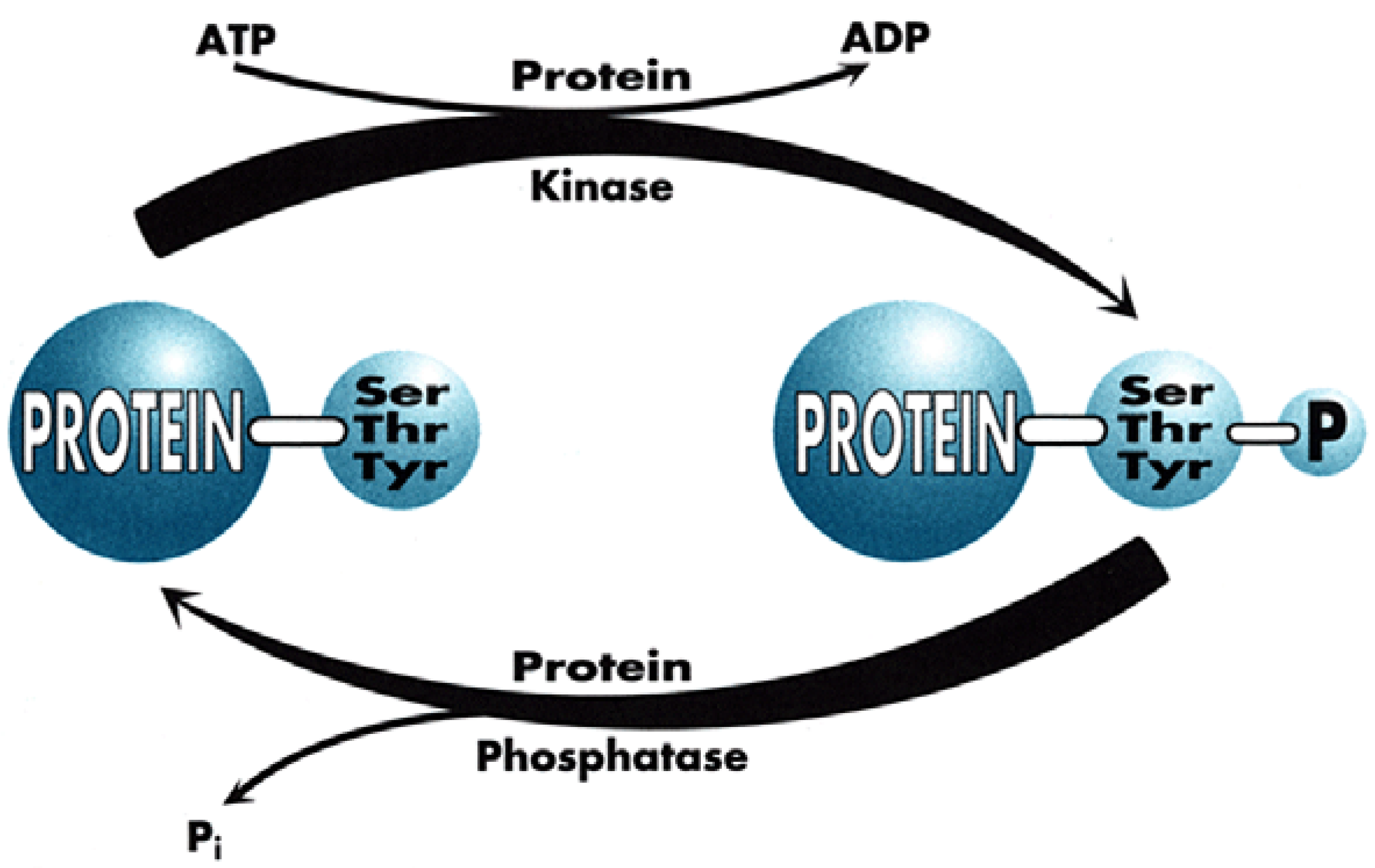 Molecules 08 00349 g002