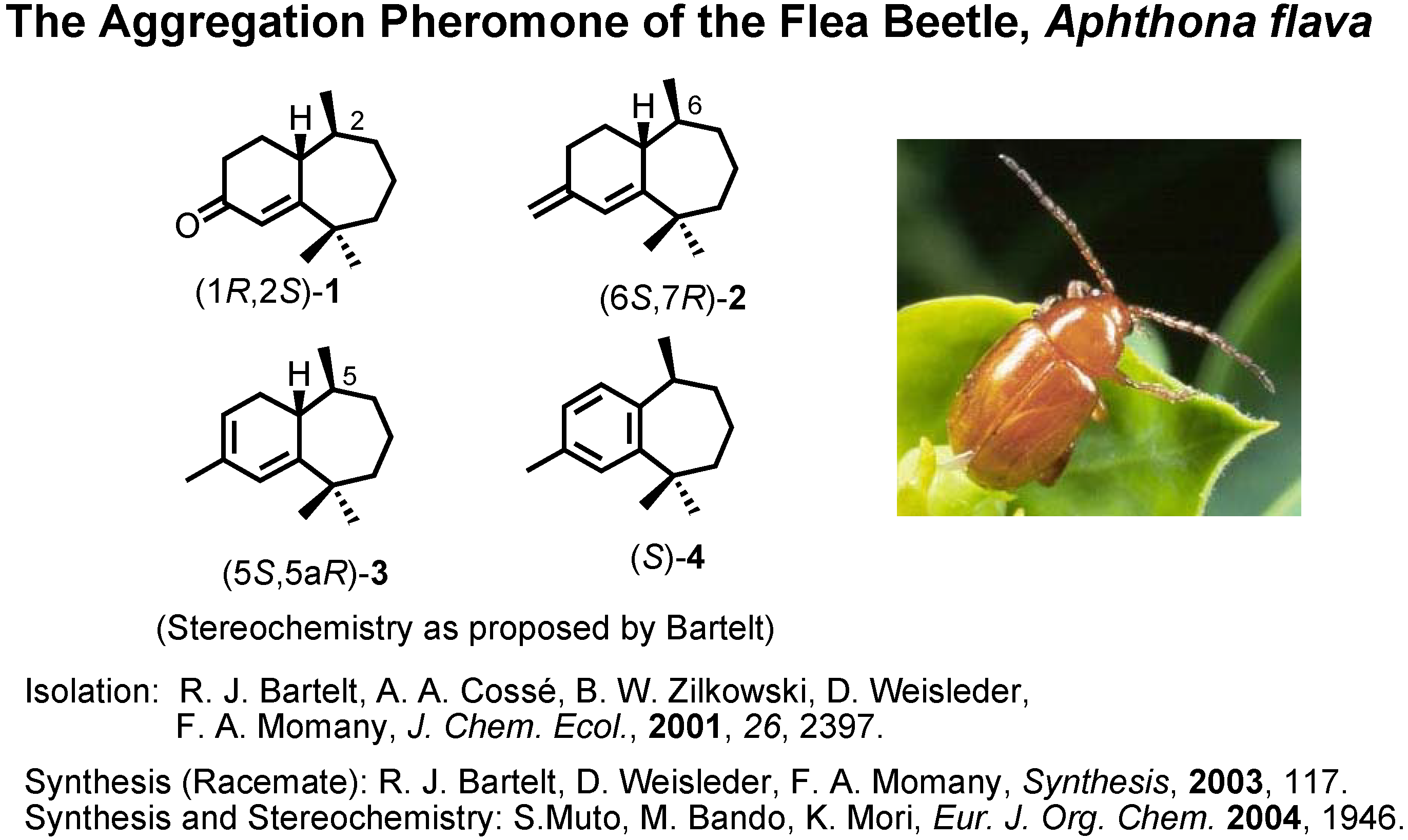 Molecules 10 01023 g013 550