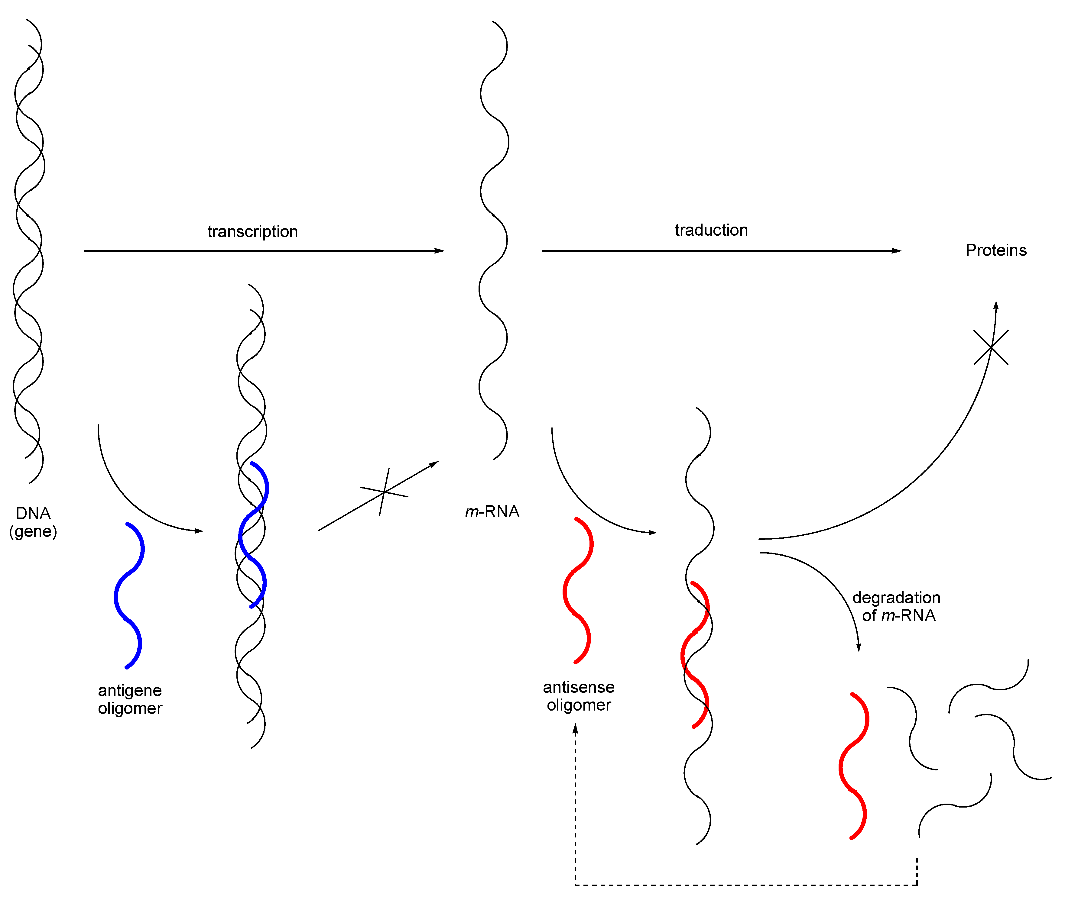 Molecules 10 01048 g007 550