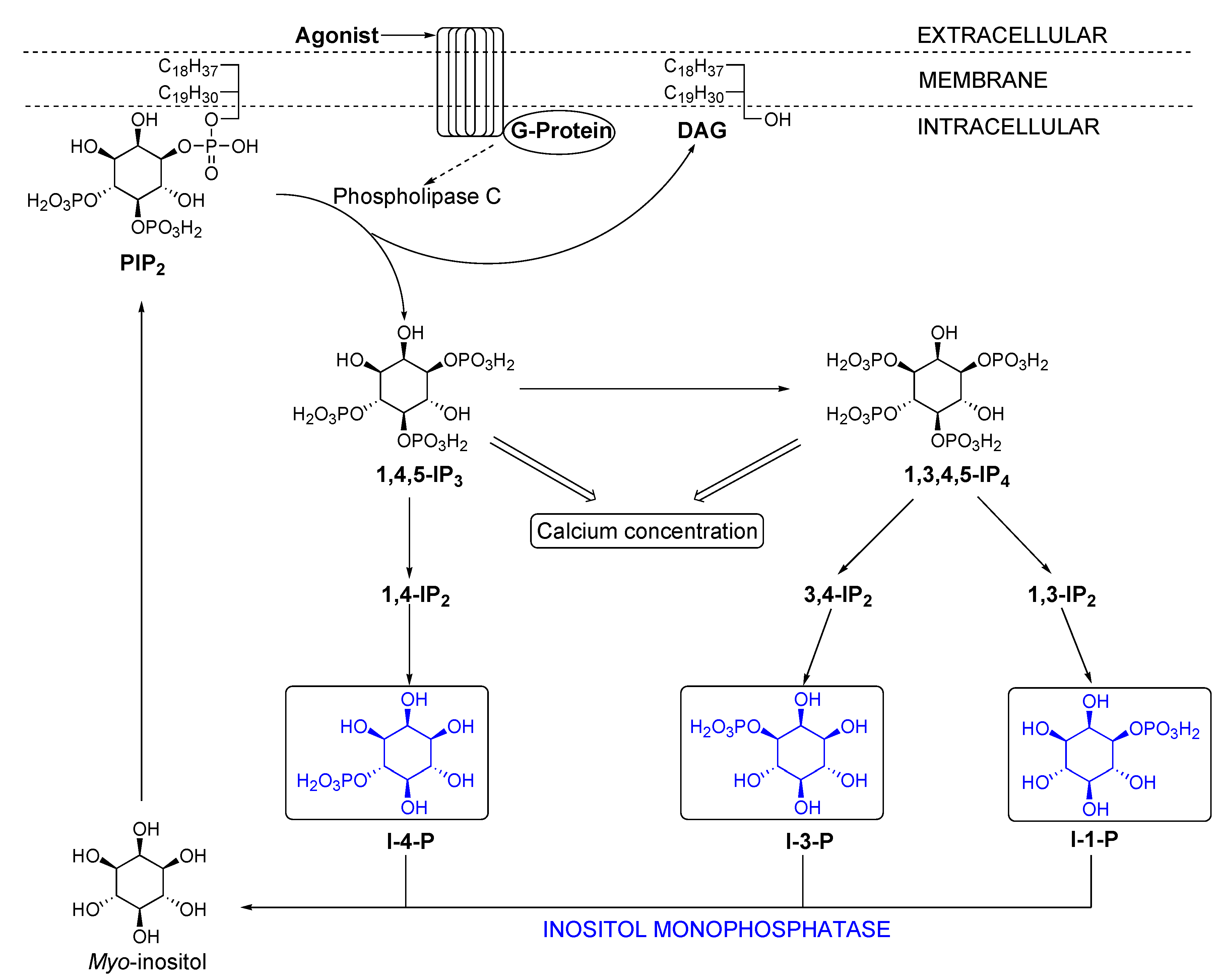 Molecules 10 01048 g008 550