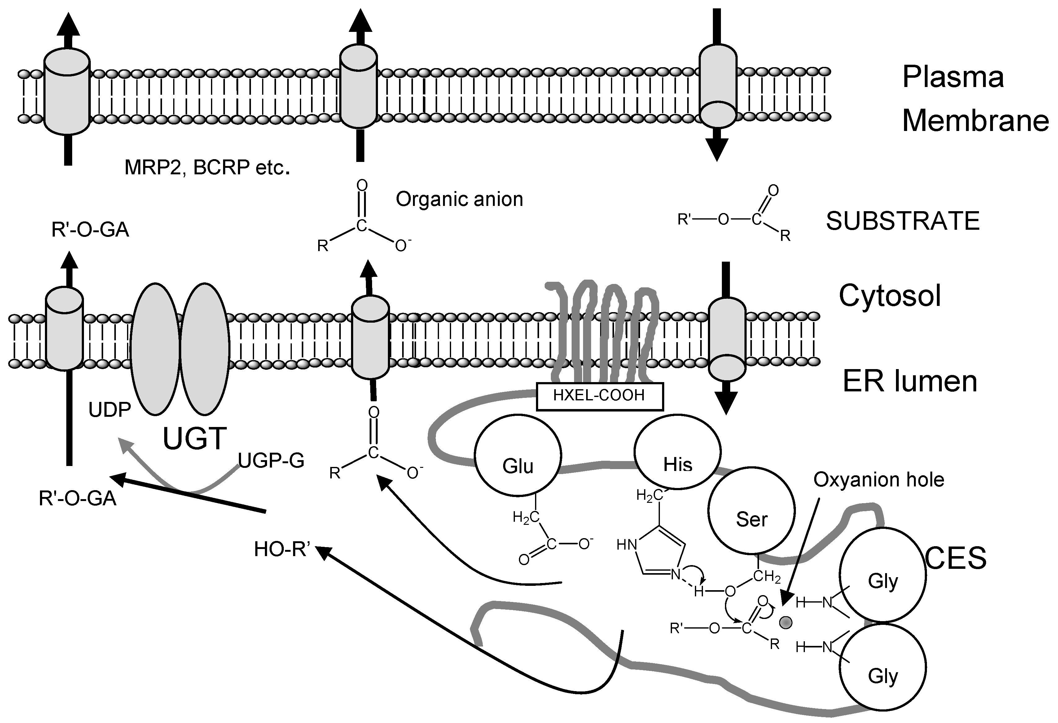 Molecules 13 00412 g001 550