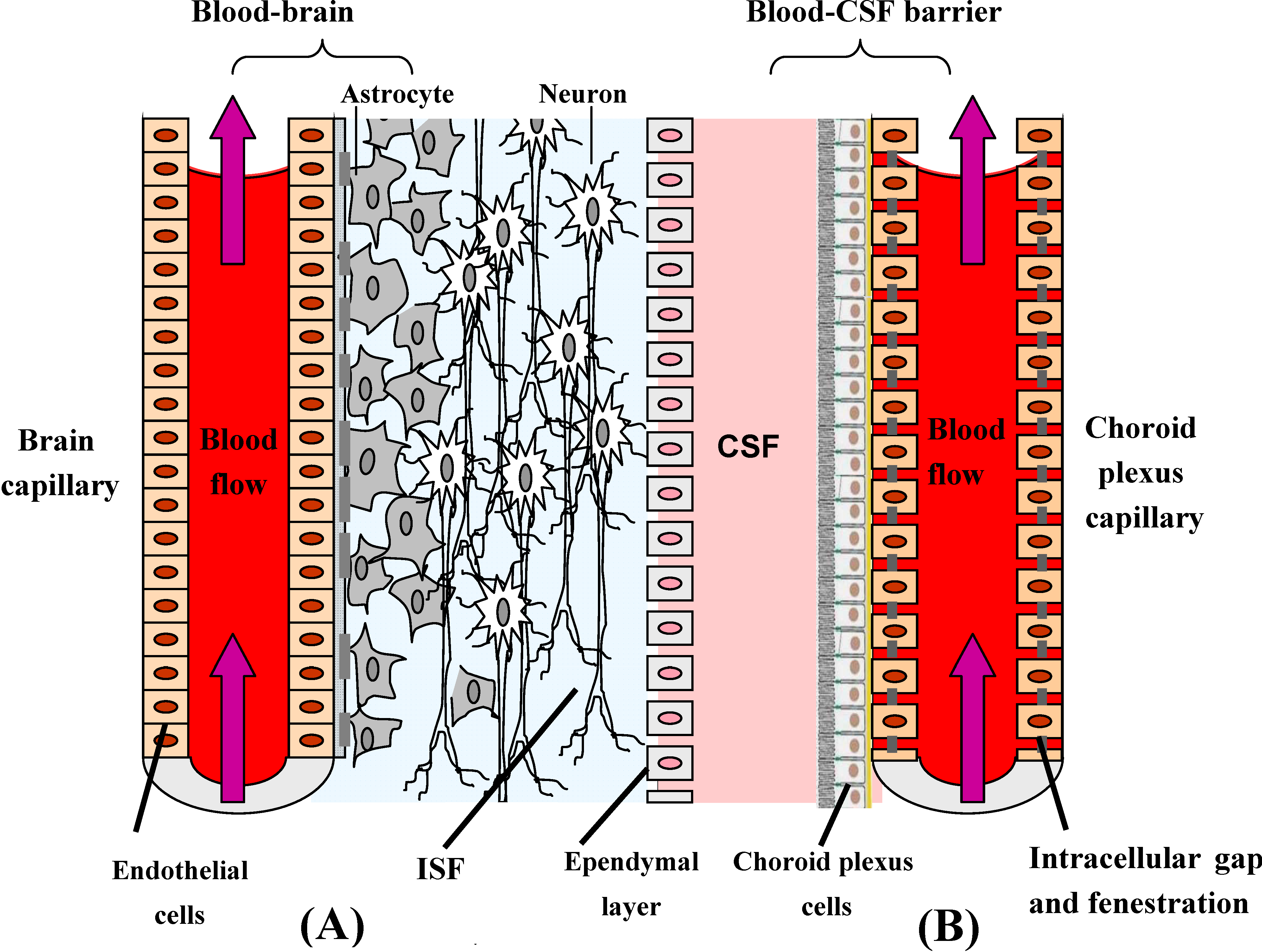 Molecules Free FullText Progress in Drug Delivery to the Central
