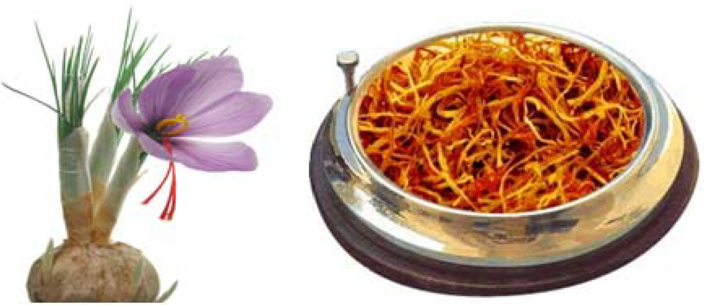 Hormone and microorganism treatments in the cultivation of saffron