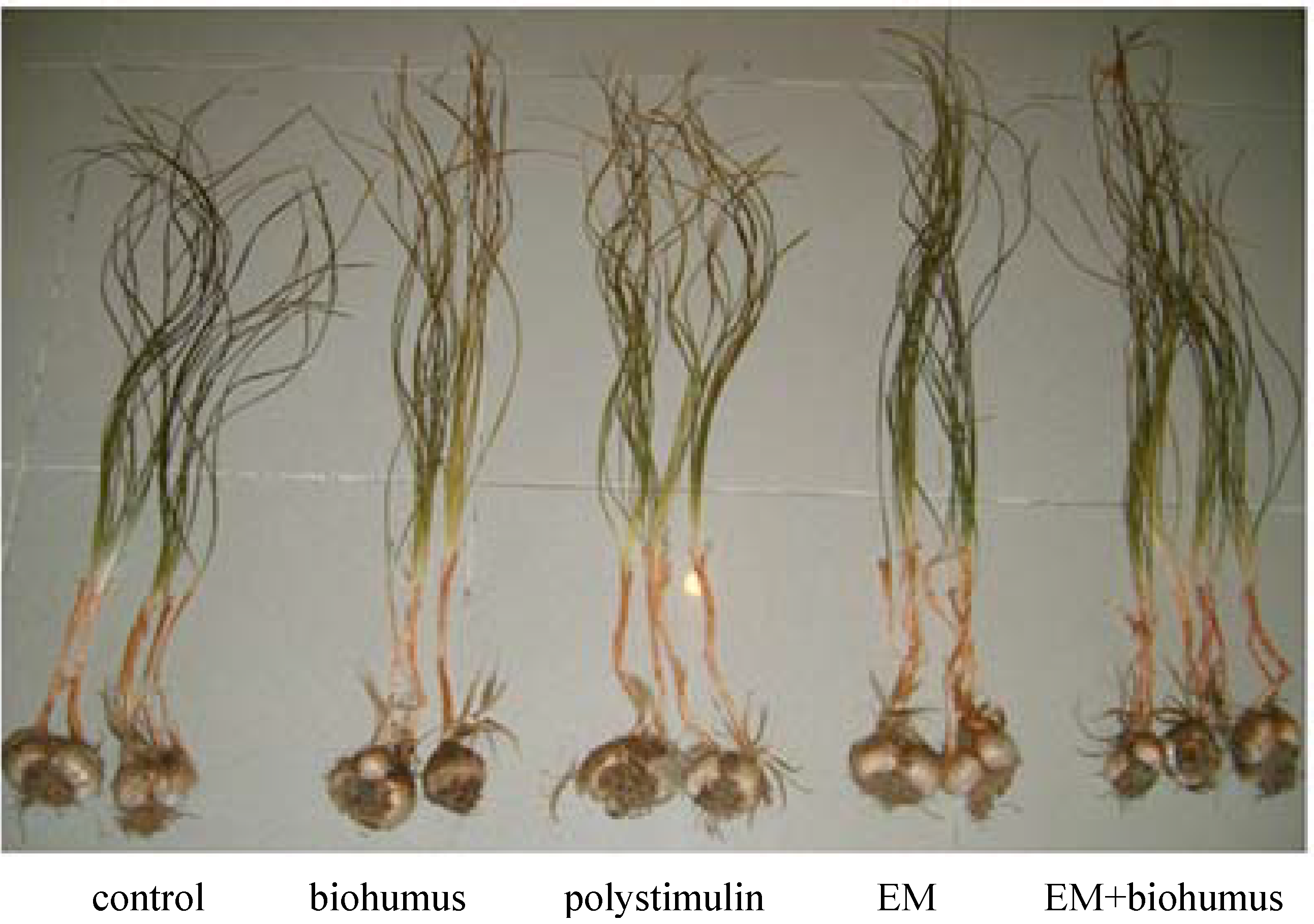 Molecules 13 01135 g007 550
