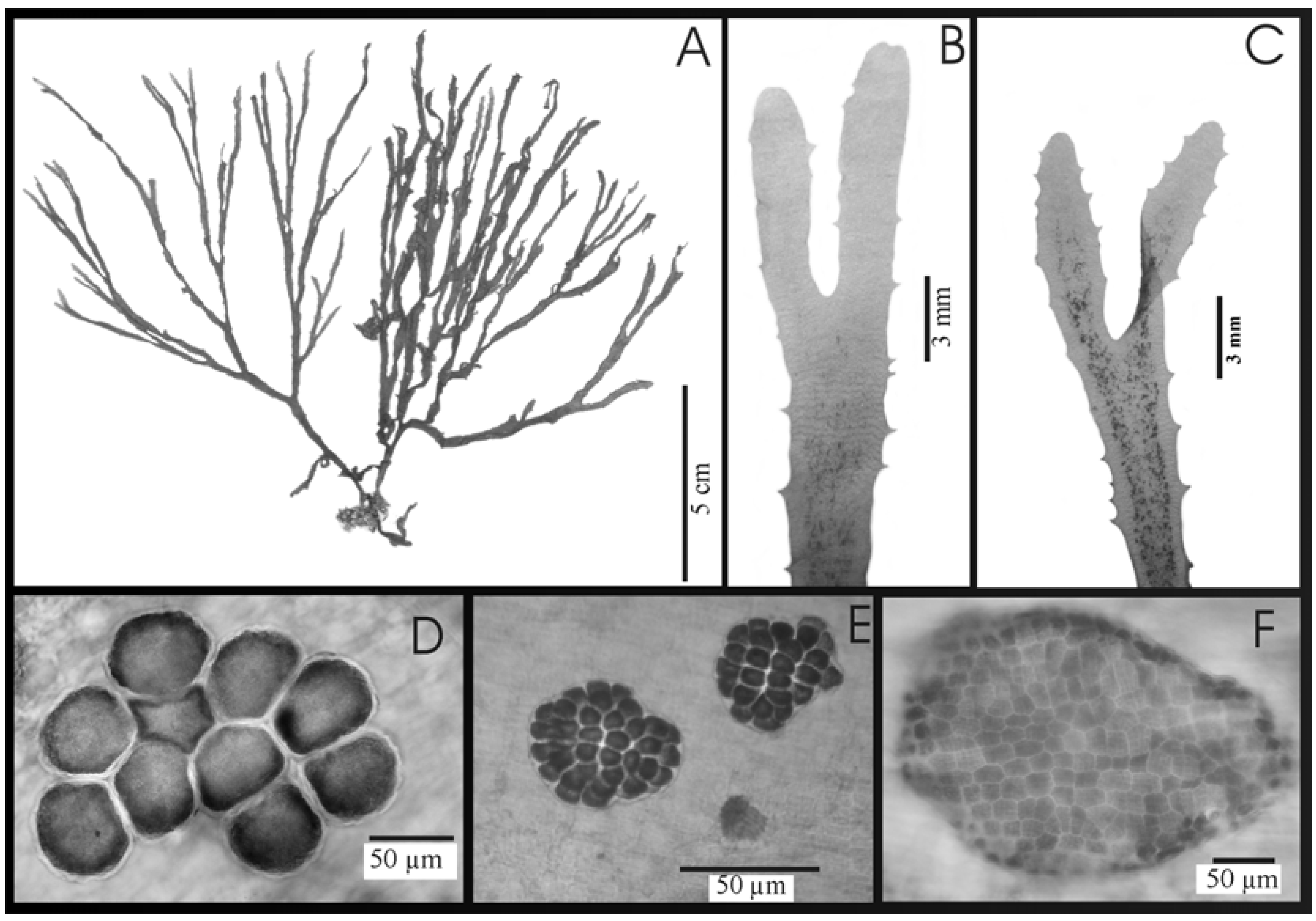 Molecules 13 01253 g001