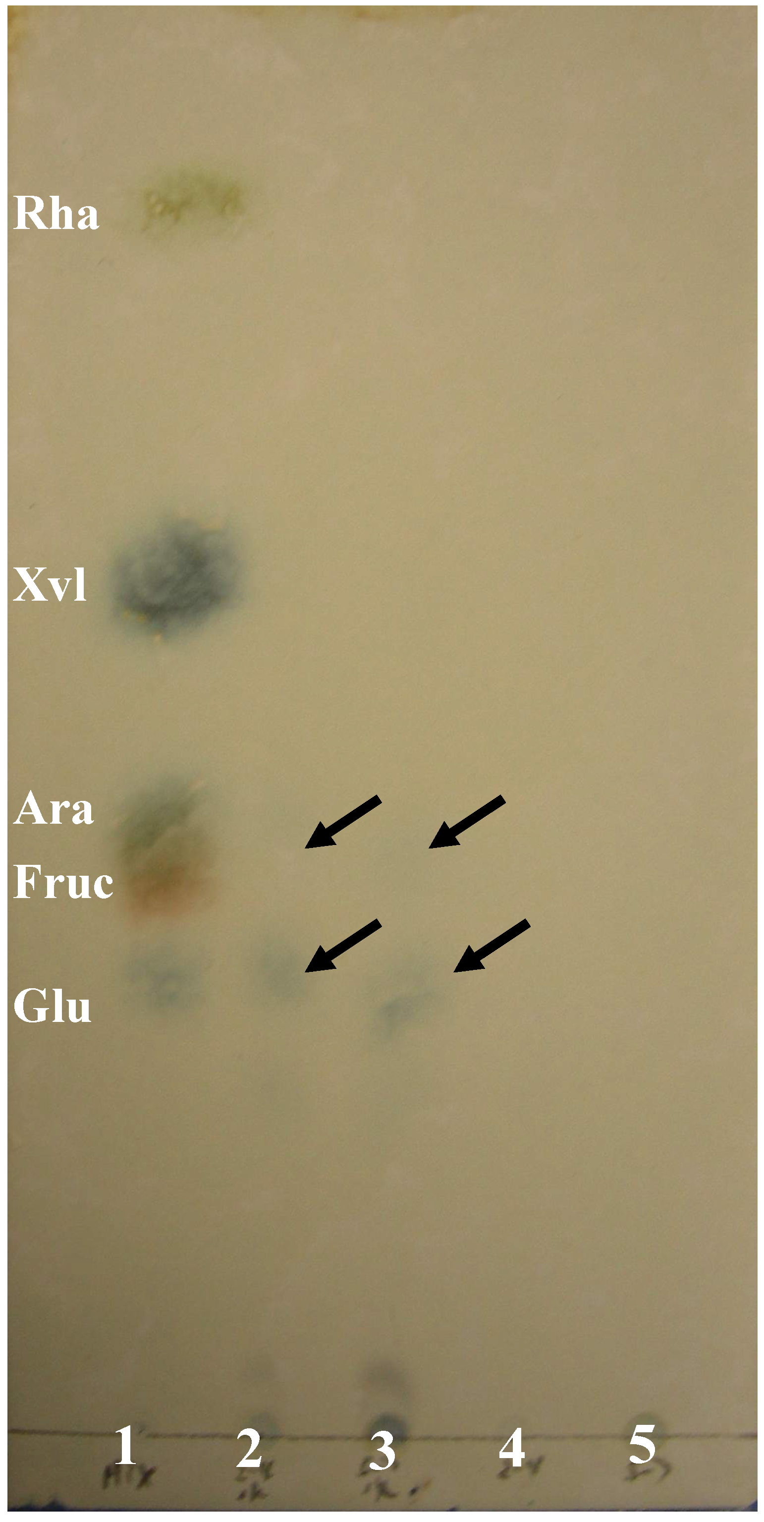 Molecules 13 02408 g004 550