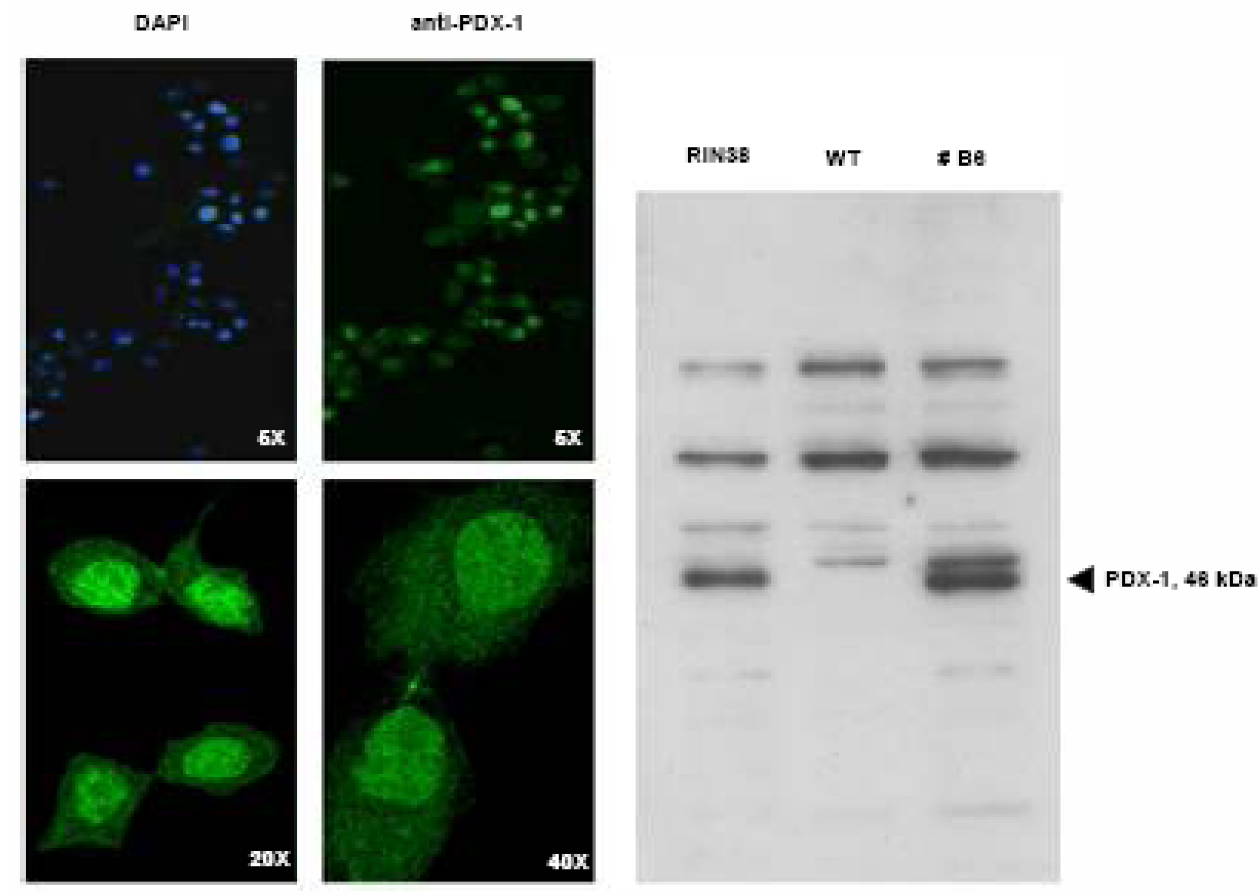 Molecules 13 02659 g002 550