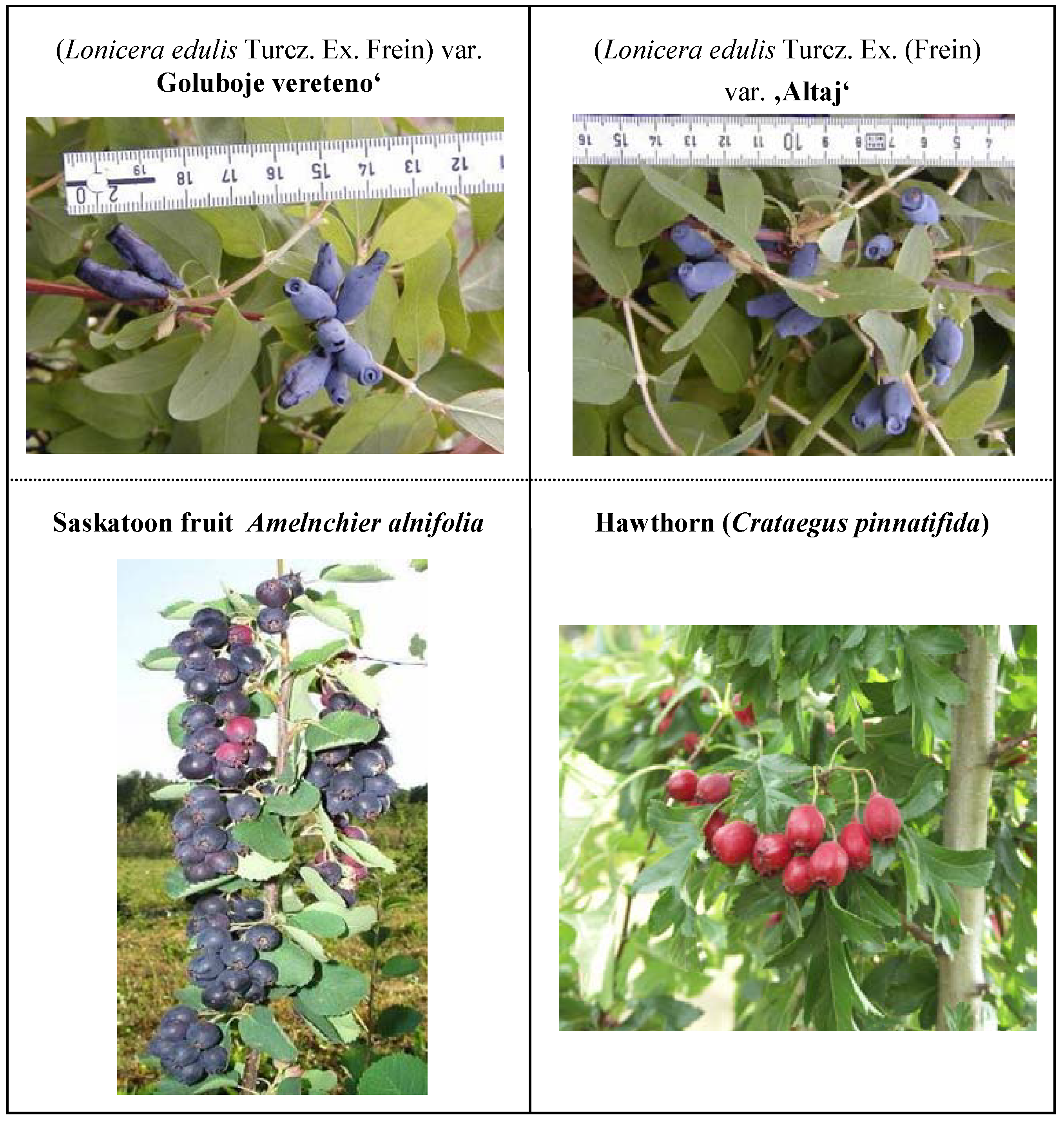 Molecules 13 02823 g002