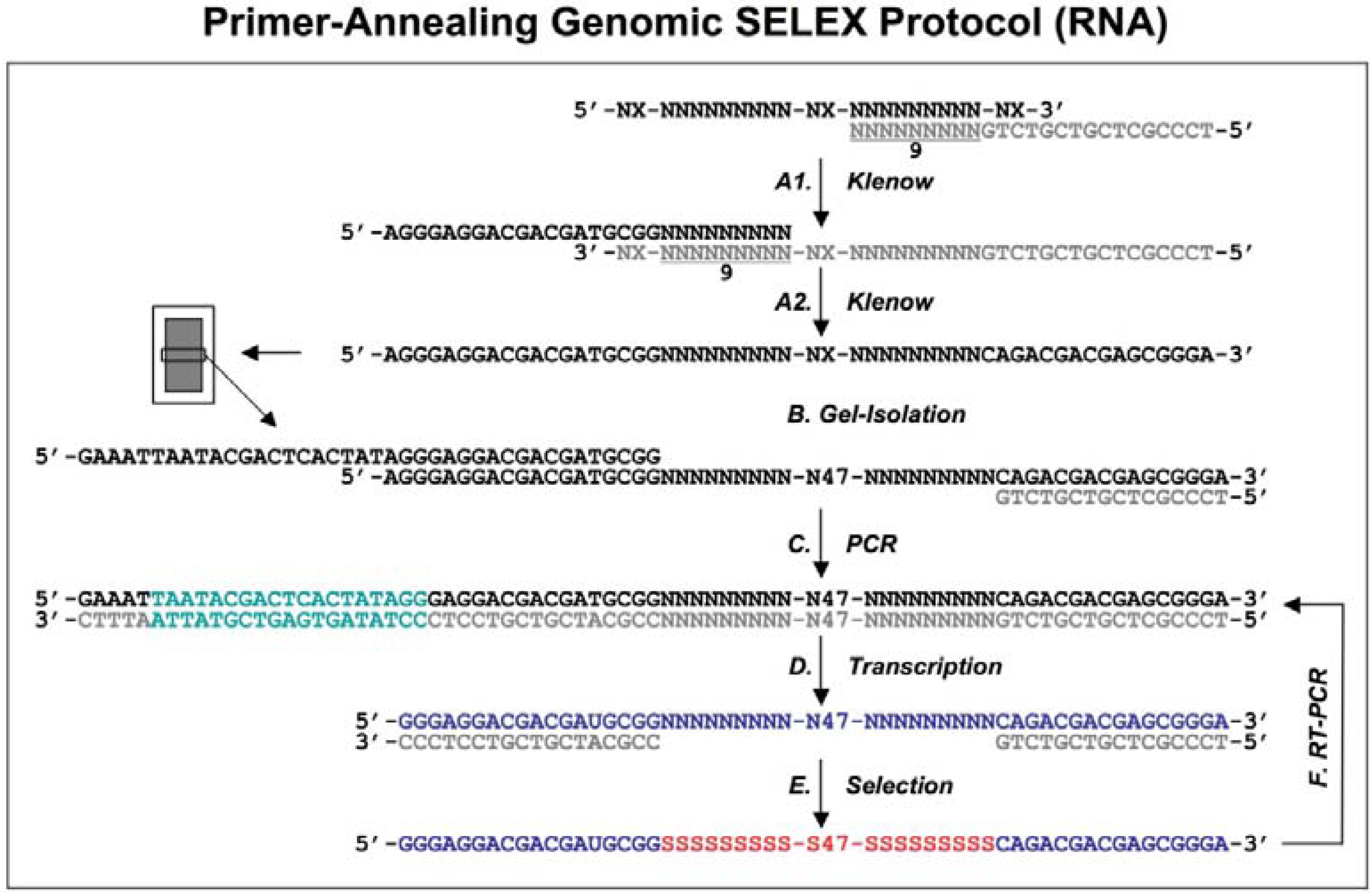 Molecules Free FullText The Shorter the Better Reducing Fixed Primer Regions of