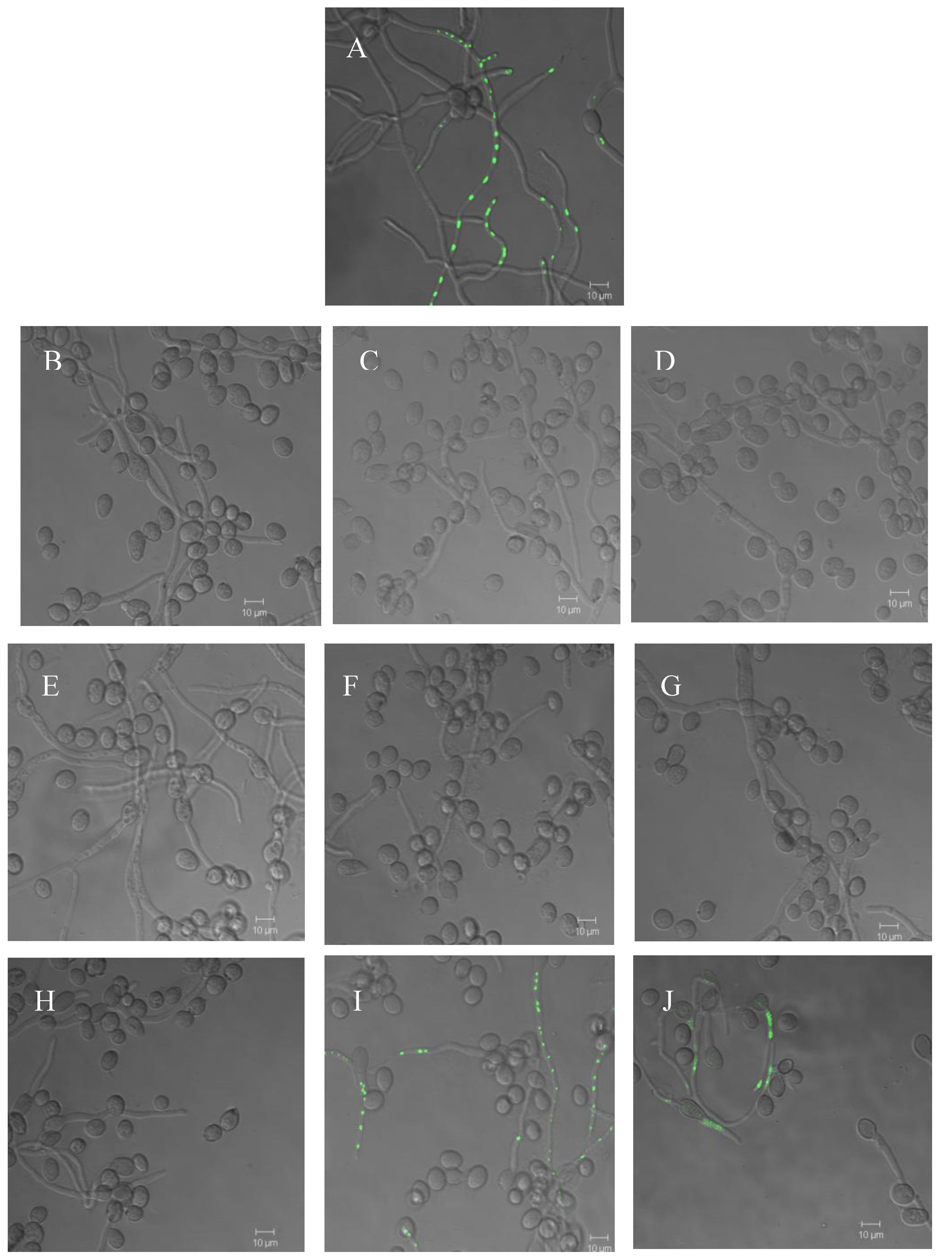 Molecules 14 01966 g006