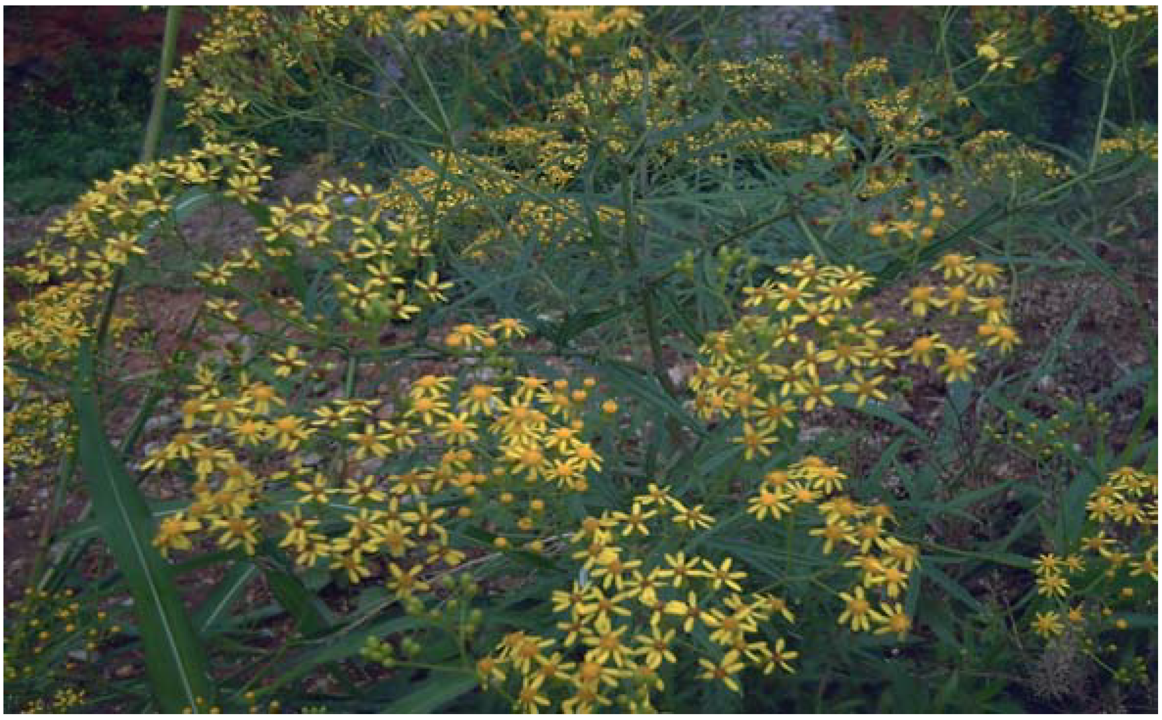 Molecules 14 02077 g001 550