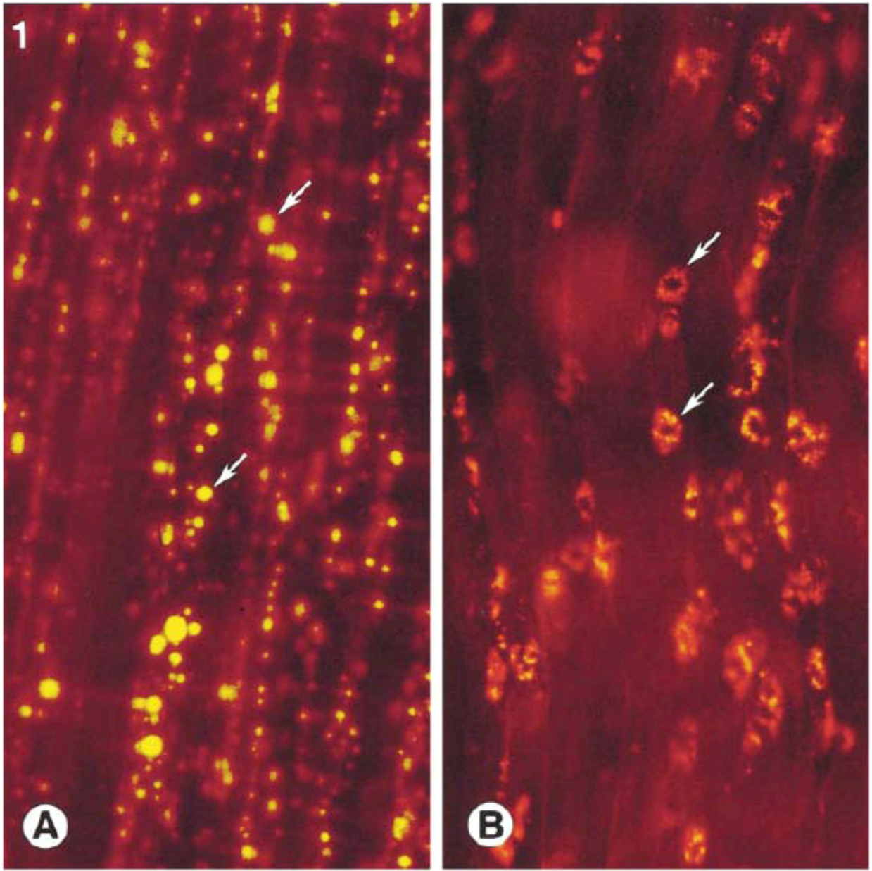 Molecules 14 03286 g003