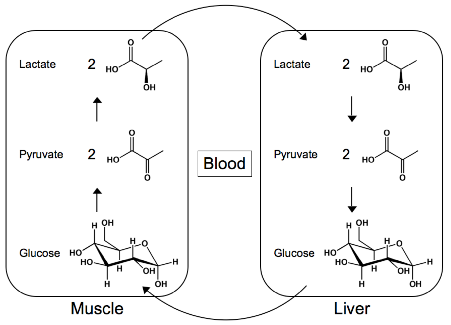 Molecules 14 04022 g001