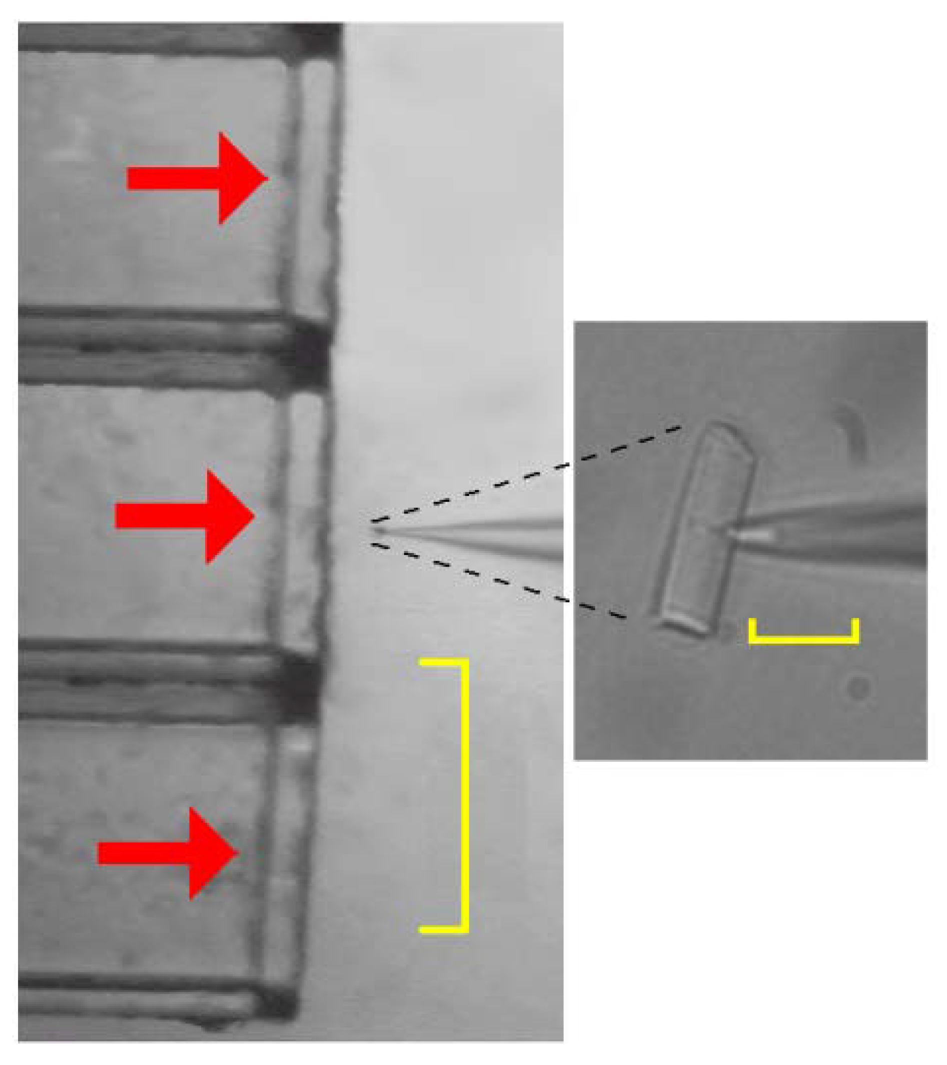 Molecules 14 05179 g002 550