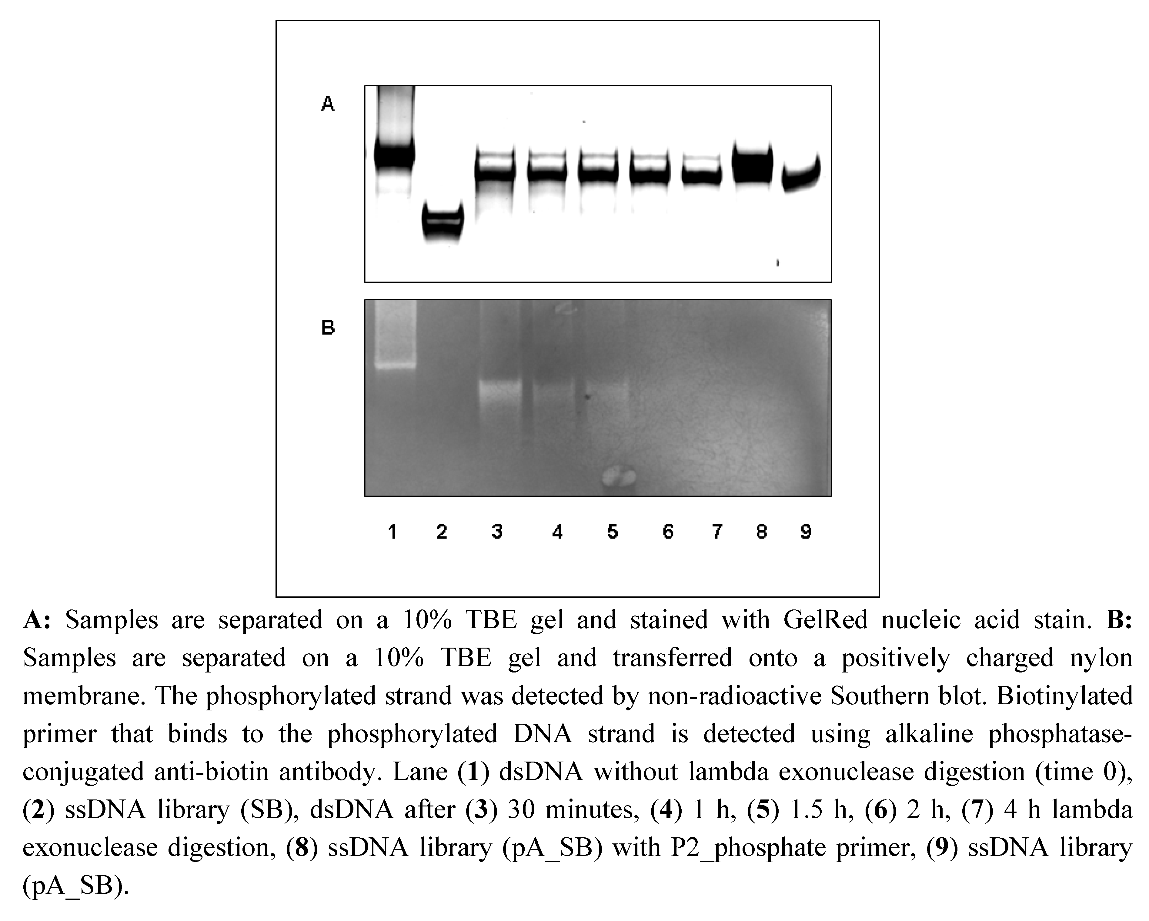 Molecules Free FullText Upgrading SELEX Technology by Using Lambda