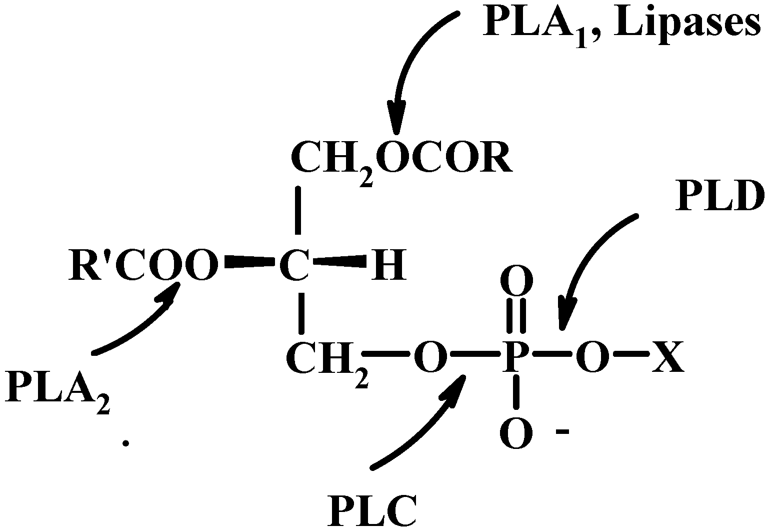 Molecules 15 01354 g012