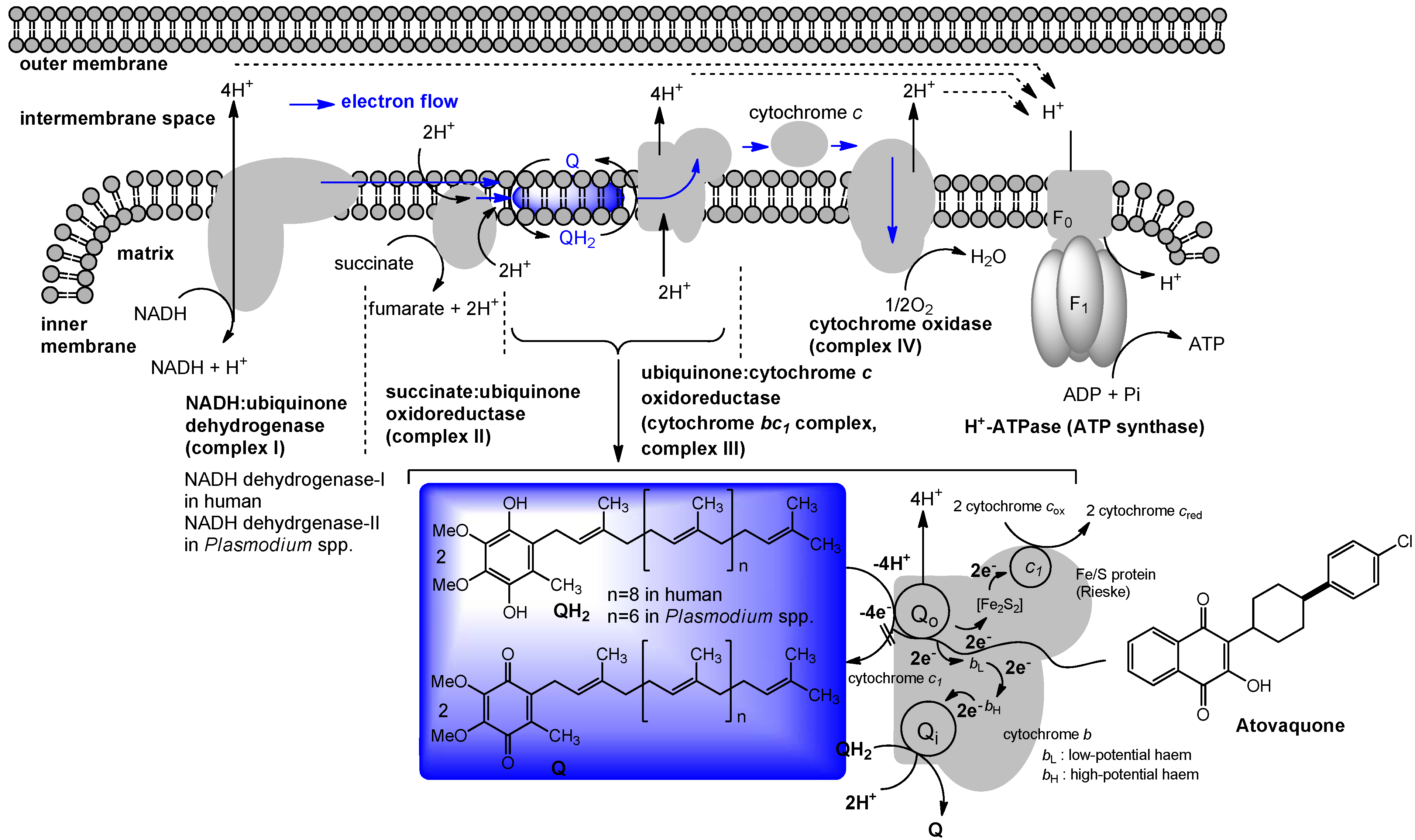 Molecules 15 01531 g005