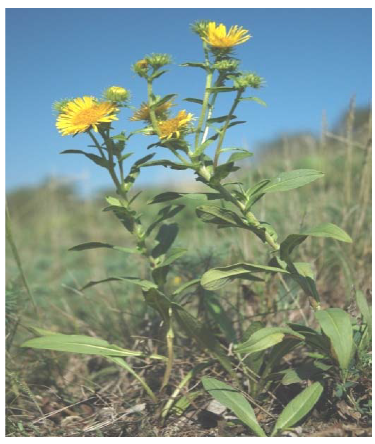 Molecules 15 01562 g001